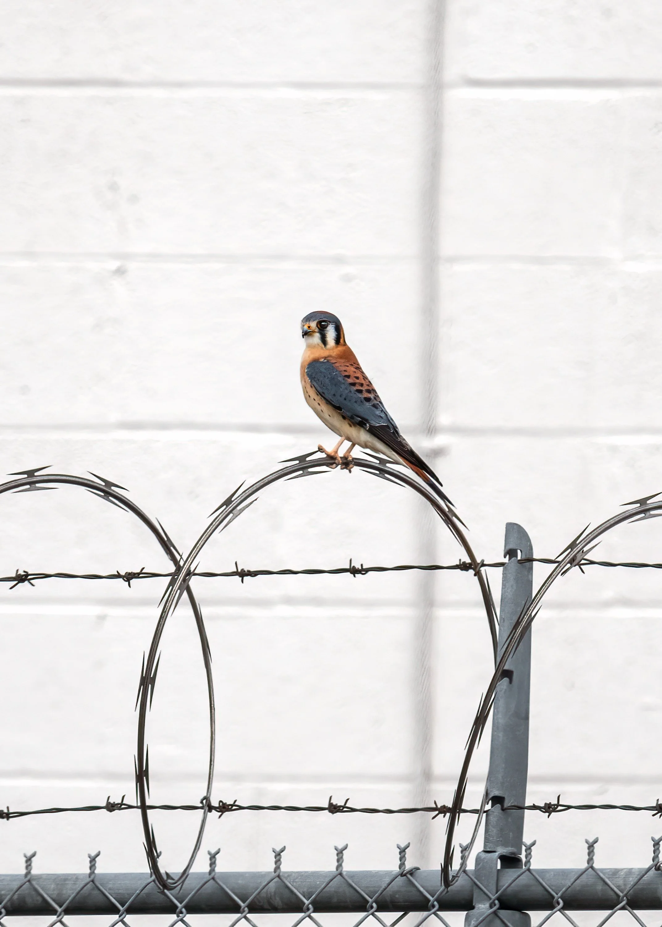 wildlife-022.jpg