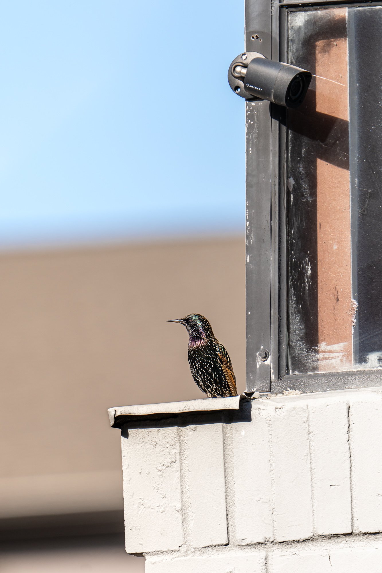 TYSON BOTELLO WILDLIFE DSC06572-2.JPG