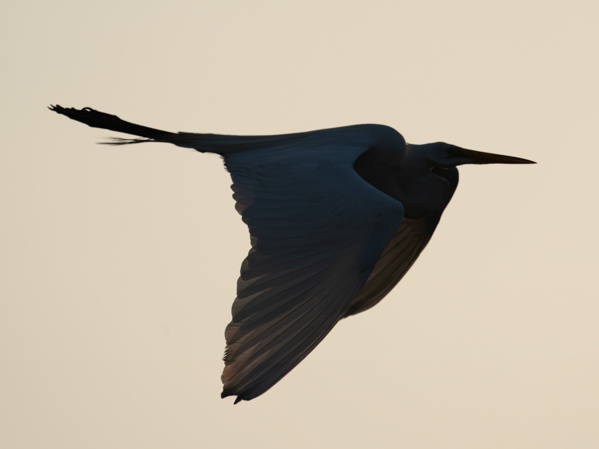 wildlife-030.jpg