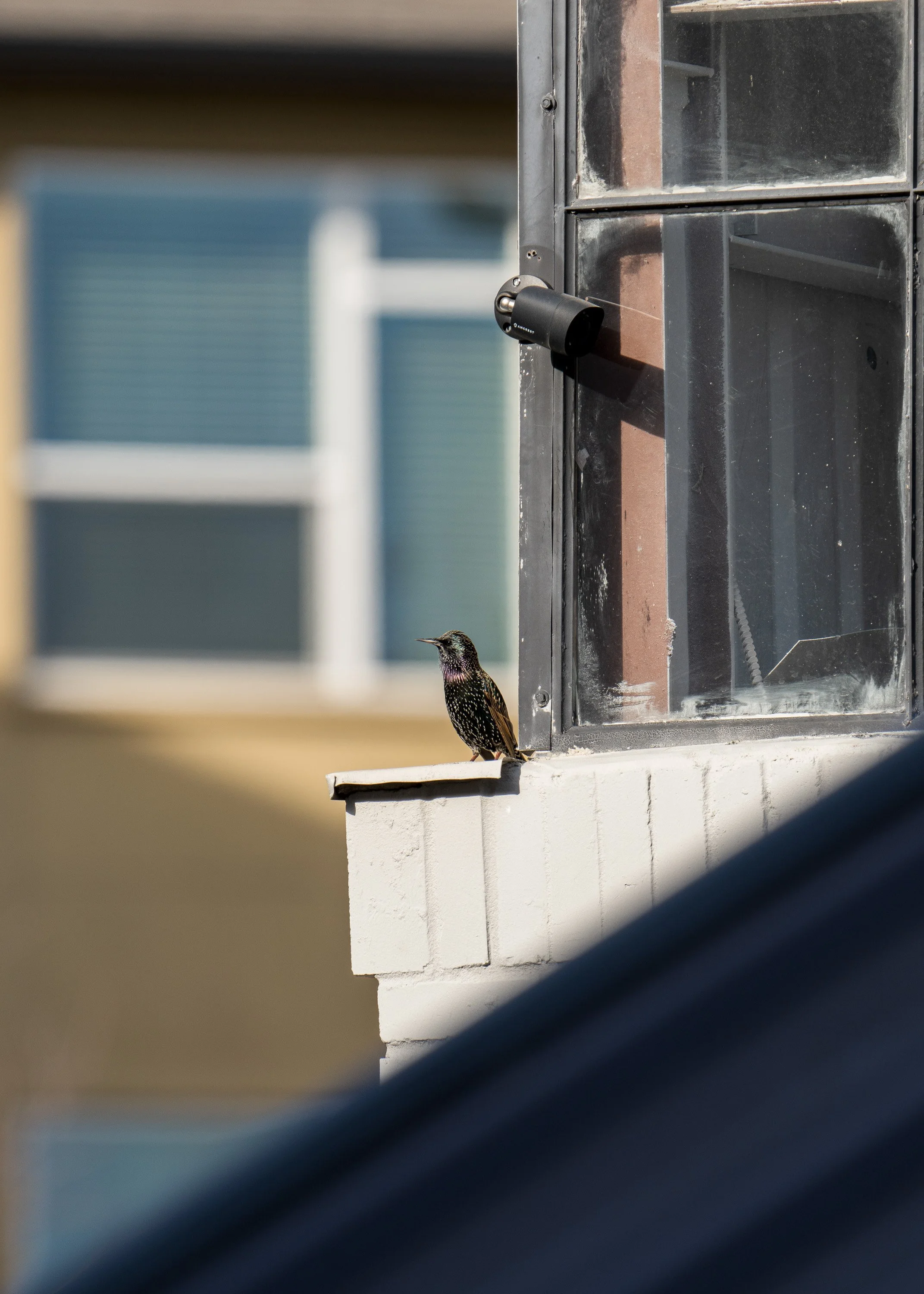 wildlife-024.jpg