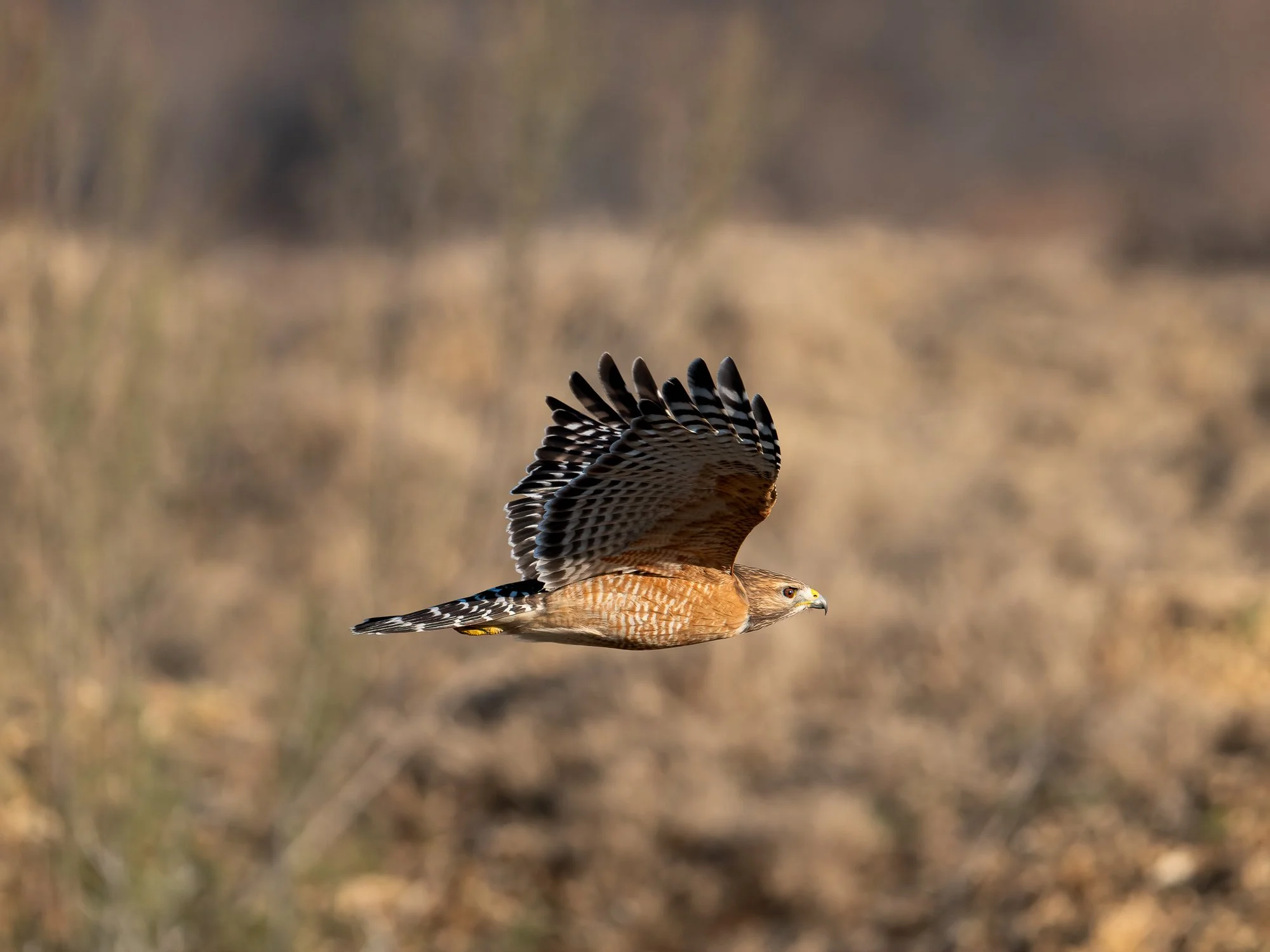 TYSON BOTELLO WILDLIFE DSC09906.JPG