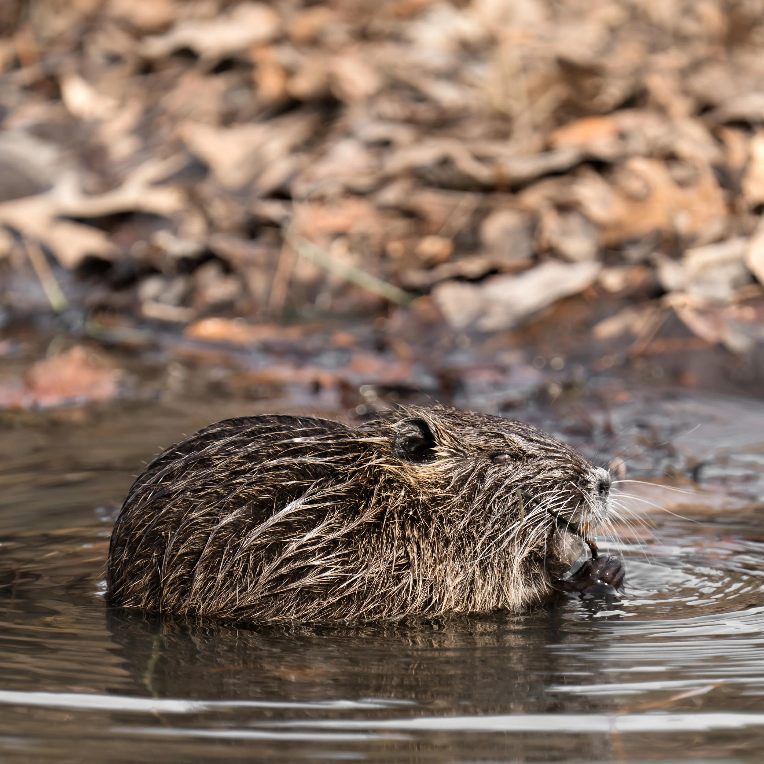 wildlife-035.jpg