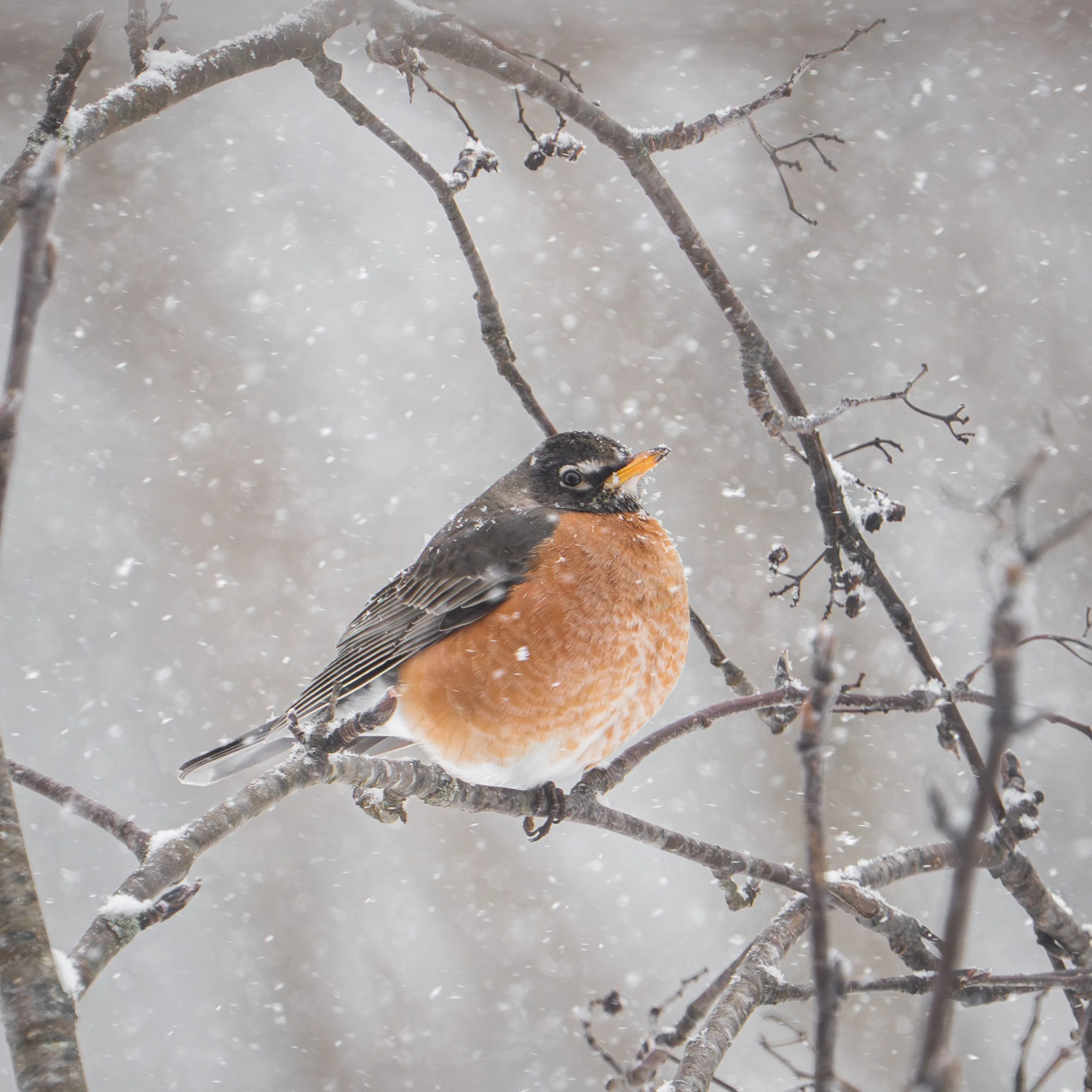 wildlife-034.jpg