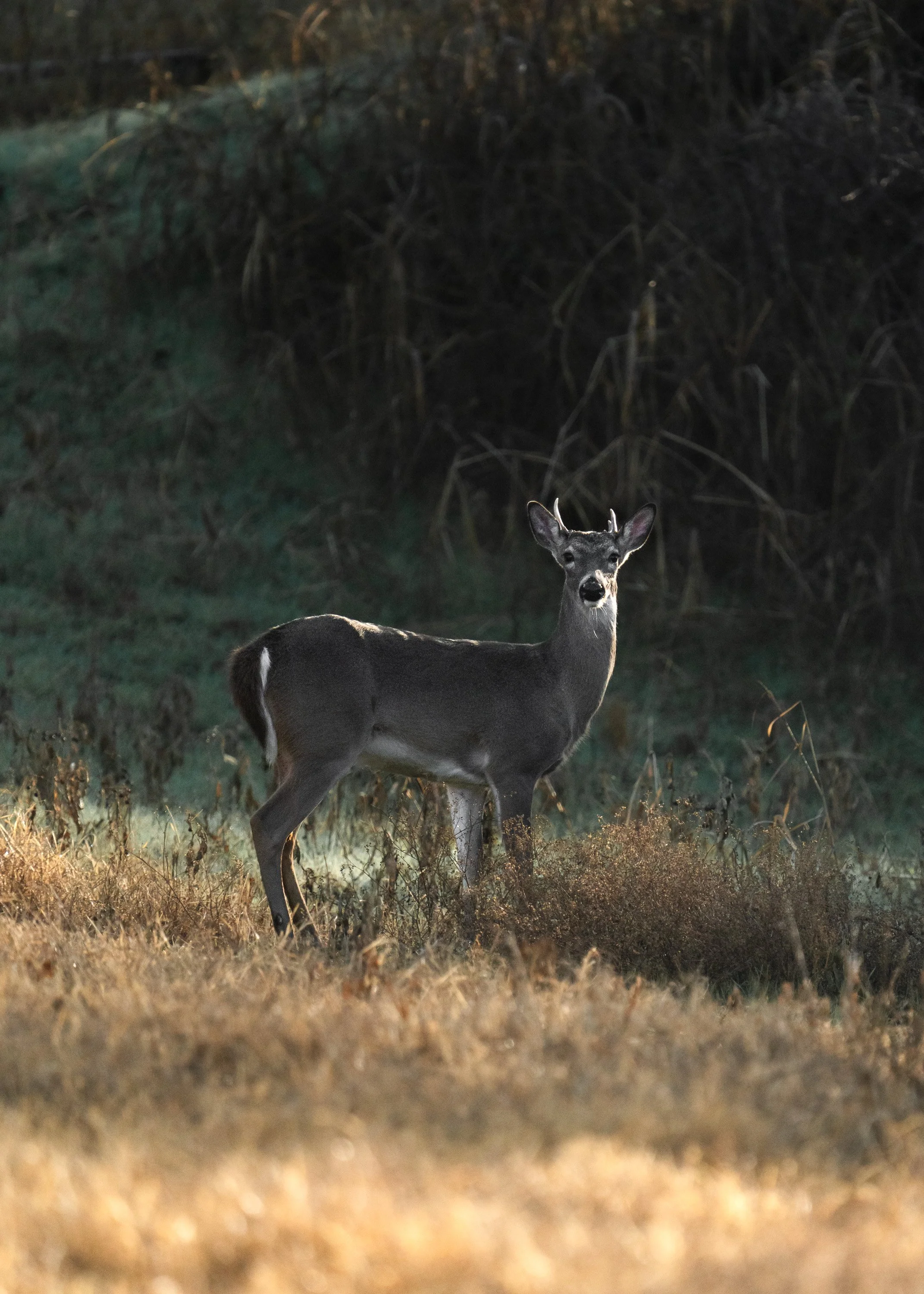wildlife-005-1.jpg