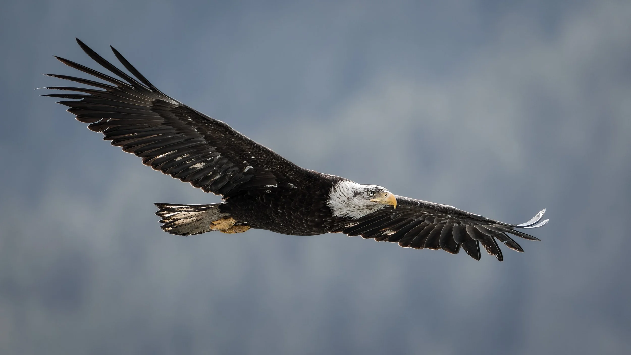 wildlife-012.jpg