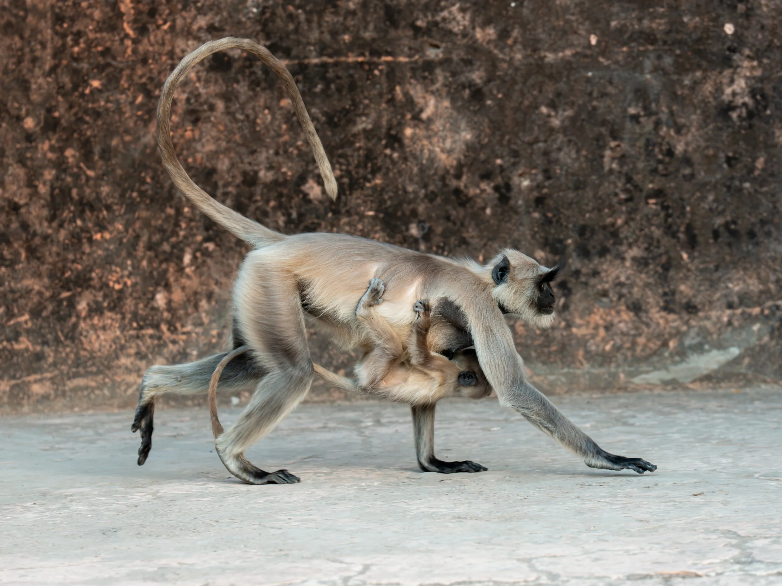wildlife-041.jpg