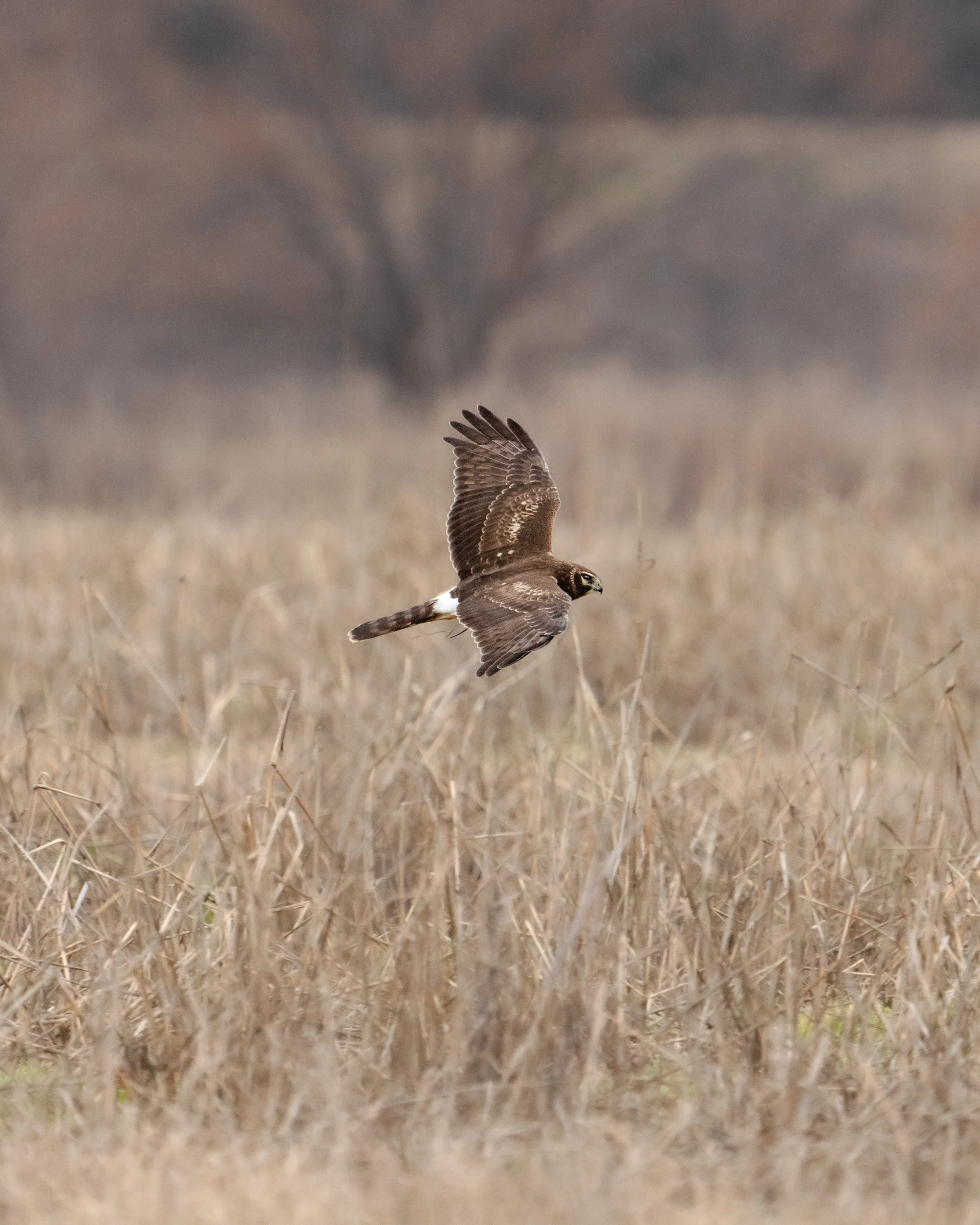 wildlife-017.jpg