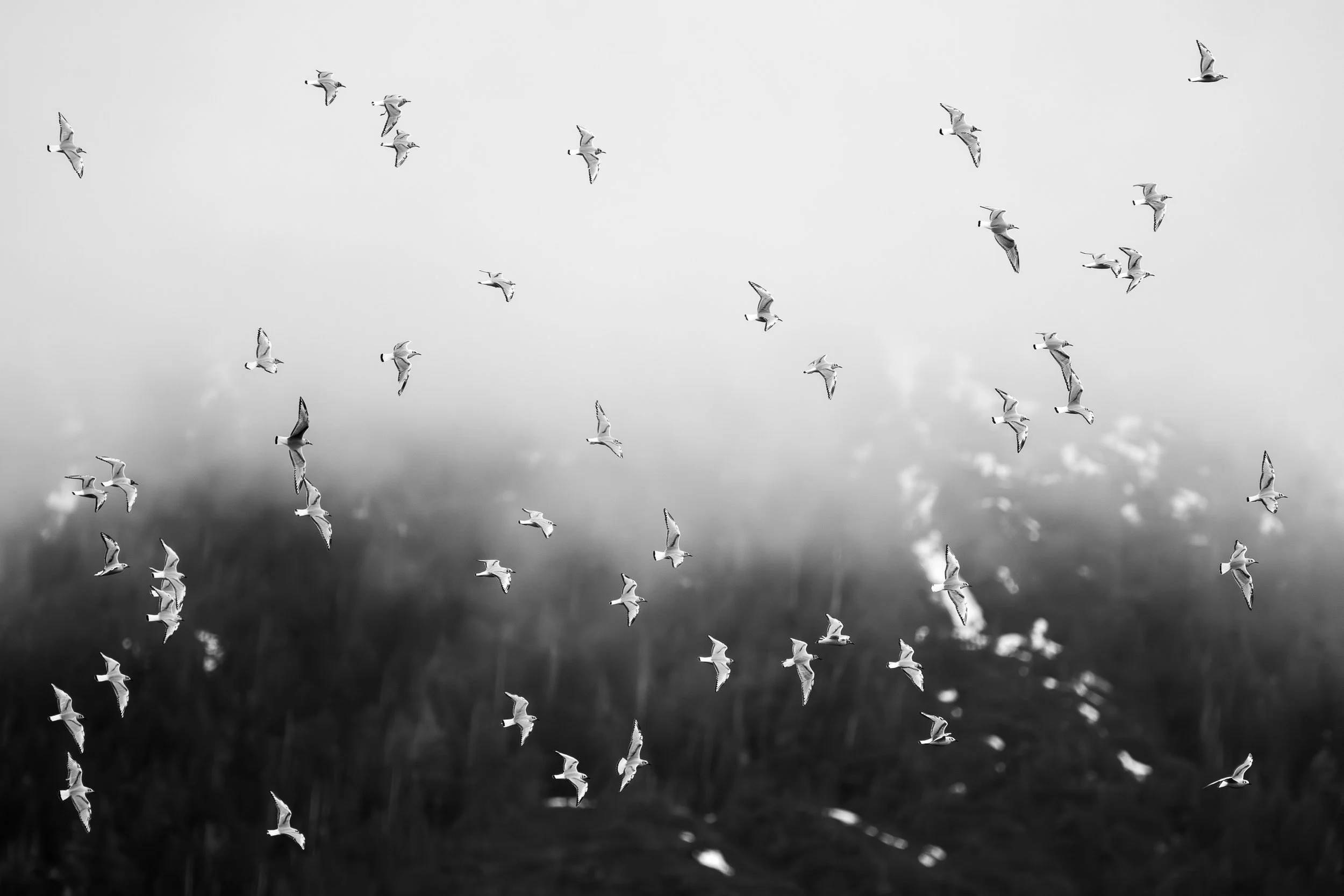 bw-010.jpg