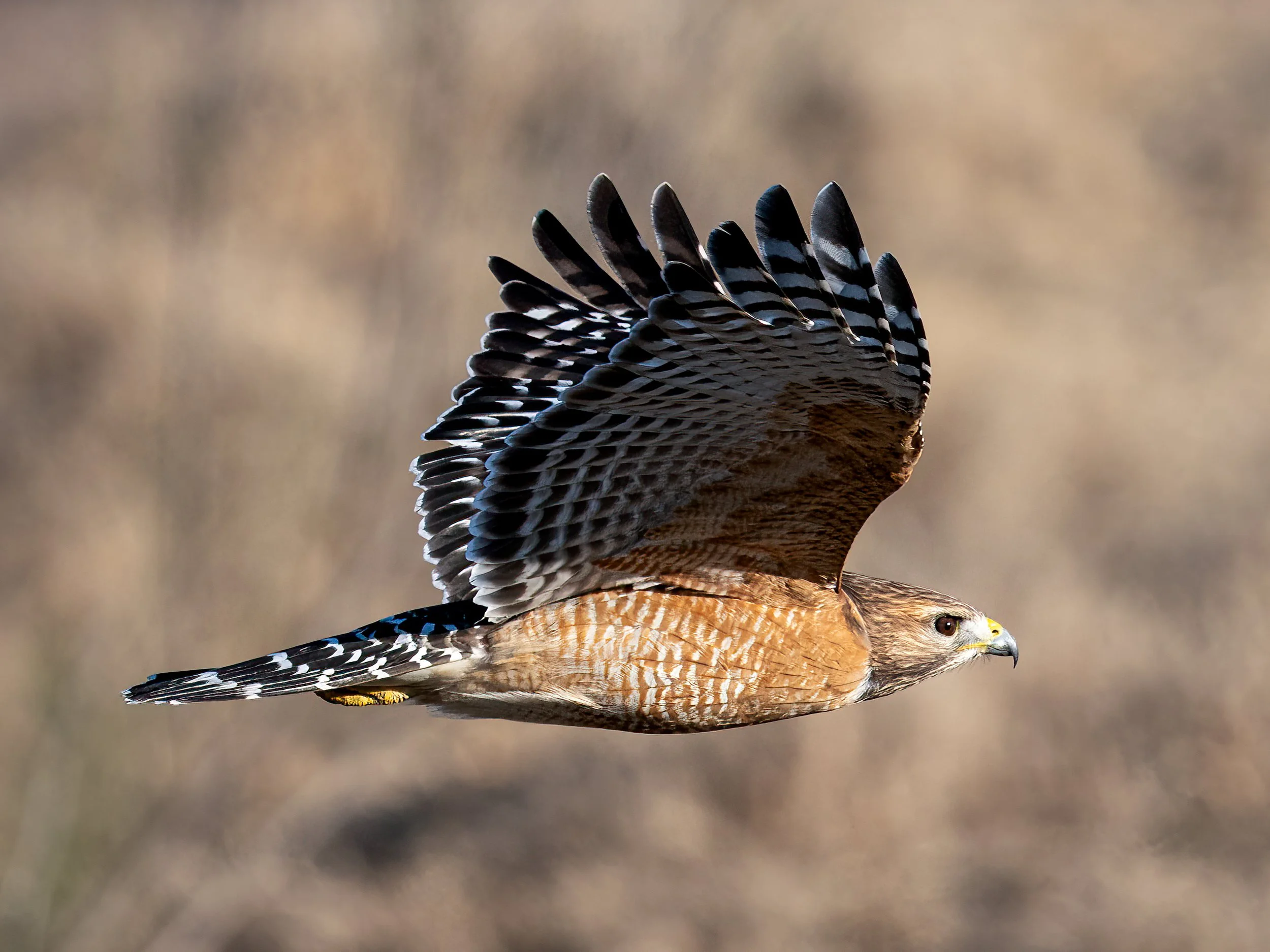 DSC09906-Edit.jpg