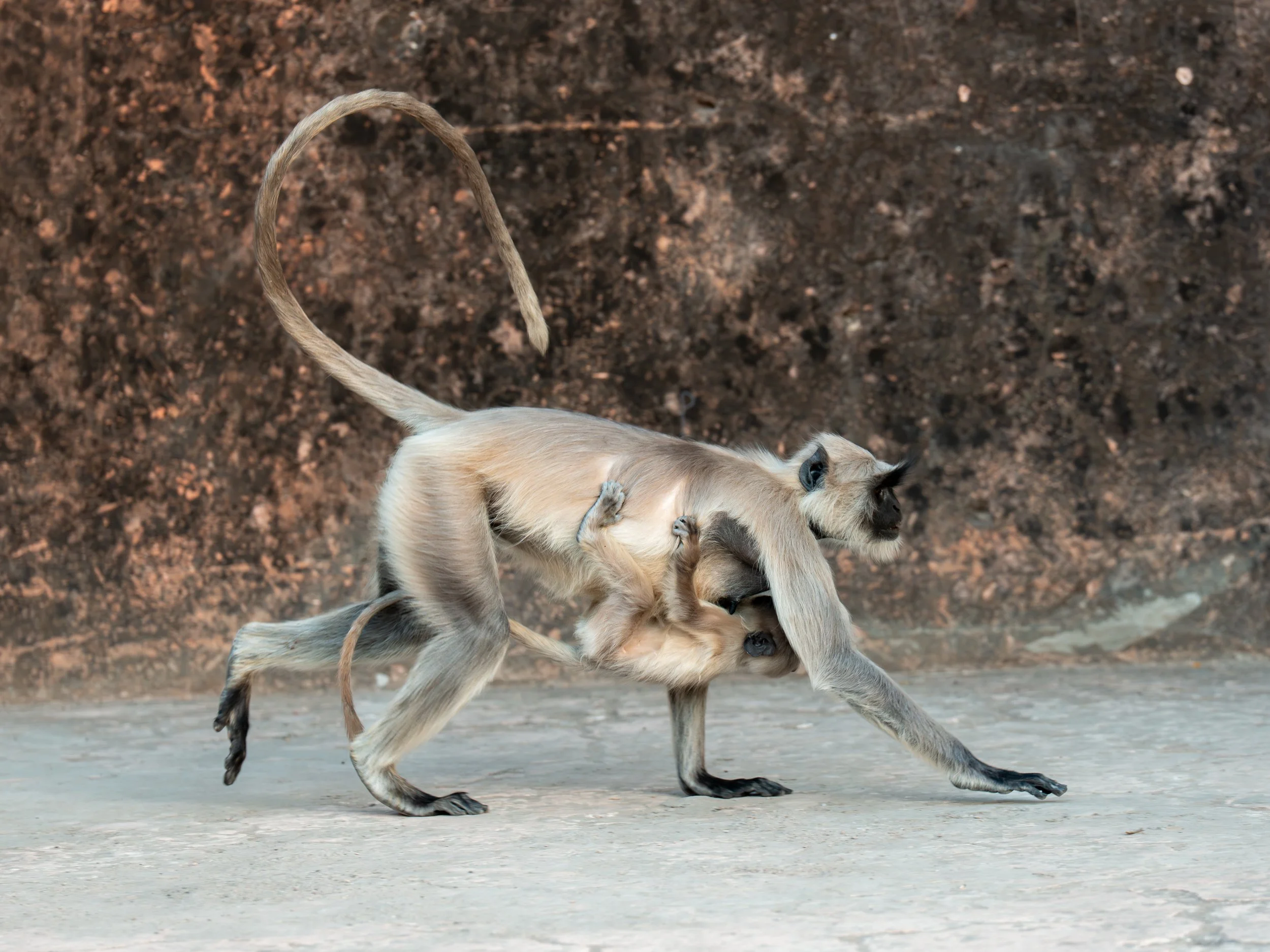 wildlife-a-002.jpg