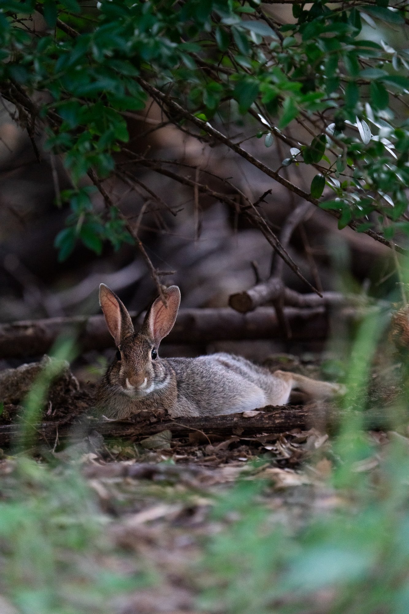 TYSON BOTELLO WILDLIFE DSC01247.JPG