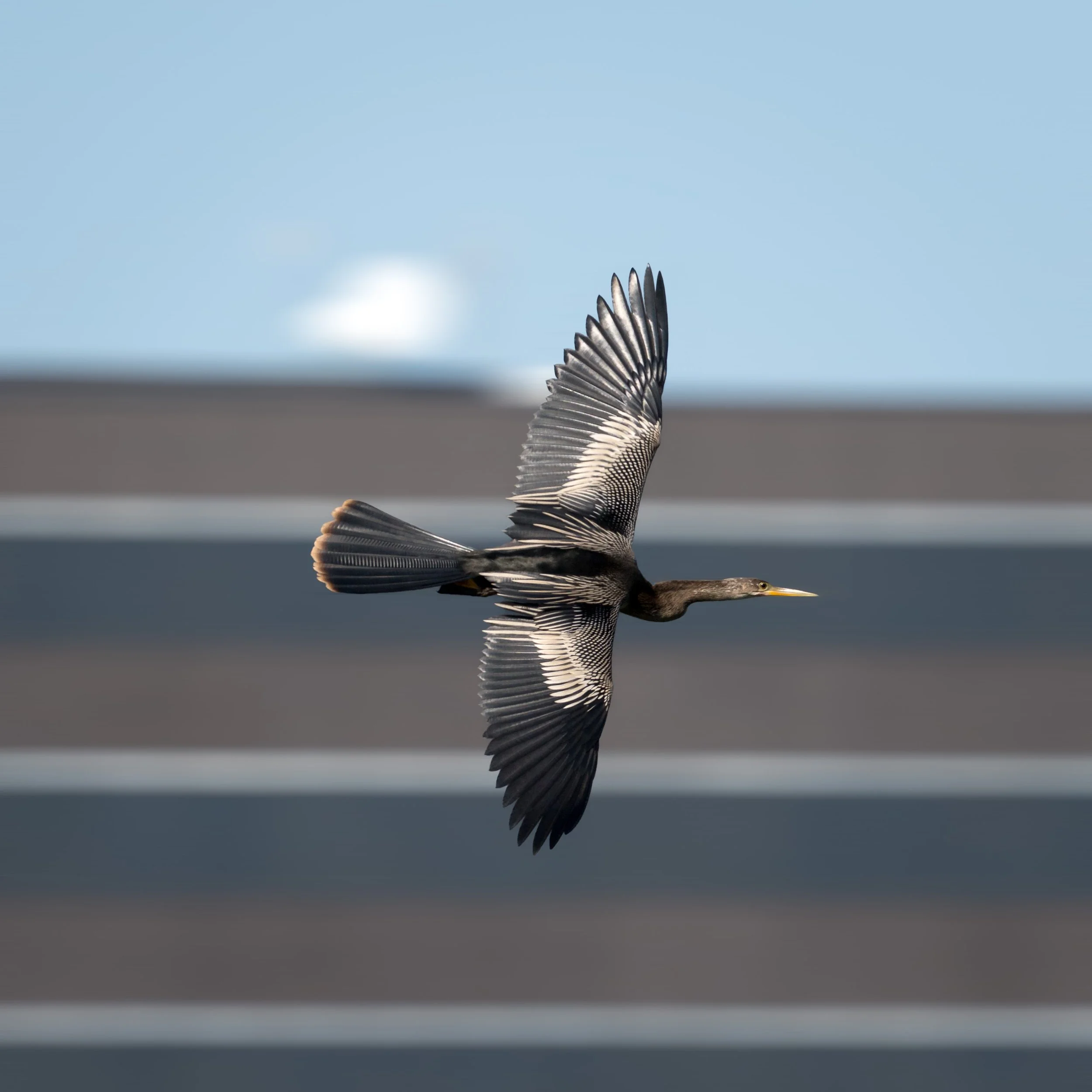 wildlife-020.jpg