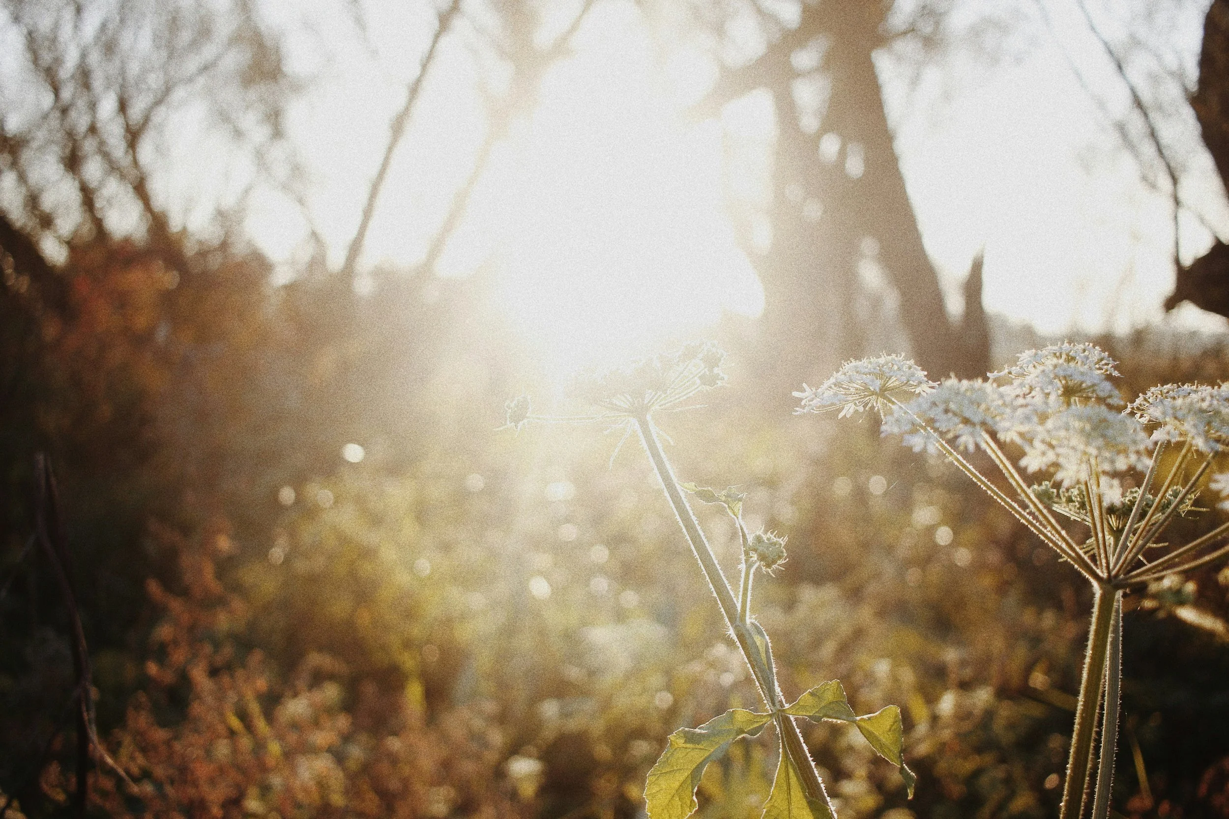 Bäume im Hintergrund mit hellem Sonnenlicht, im Vordergrund Blumen mit weißen Blüten.
