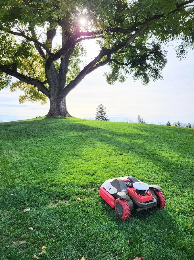 A red robotic lawn mower on green grass in front of a large tree with lush green leaves, with sunlight shining through the tree's branches.