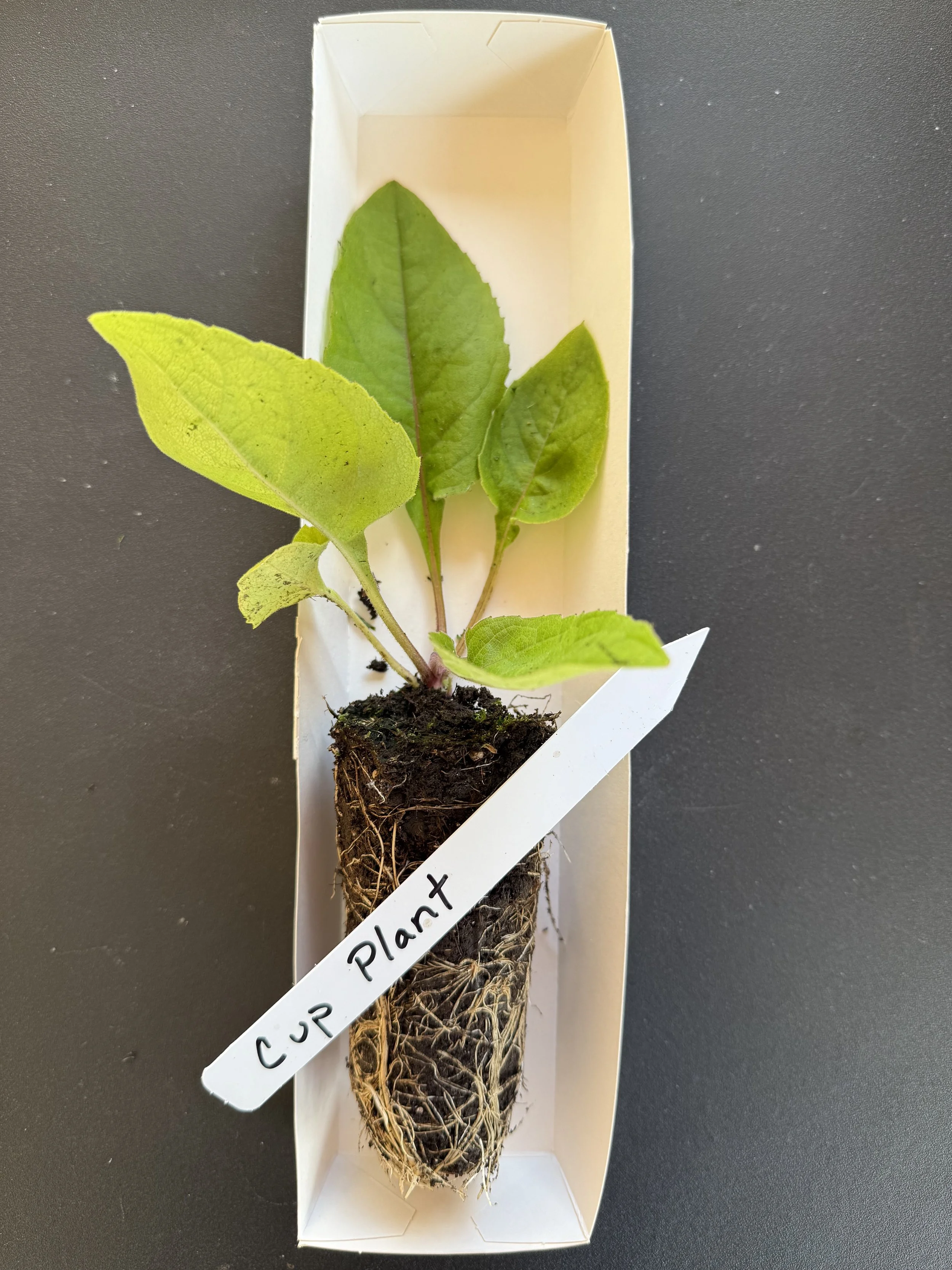 cup plant one 2025.JPG