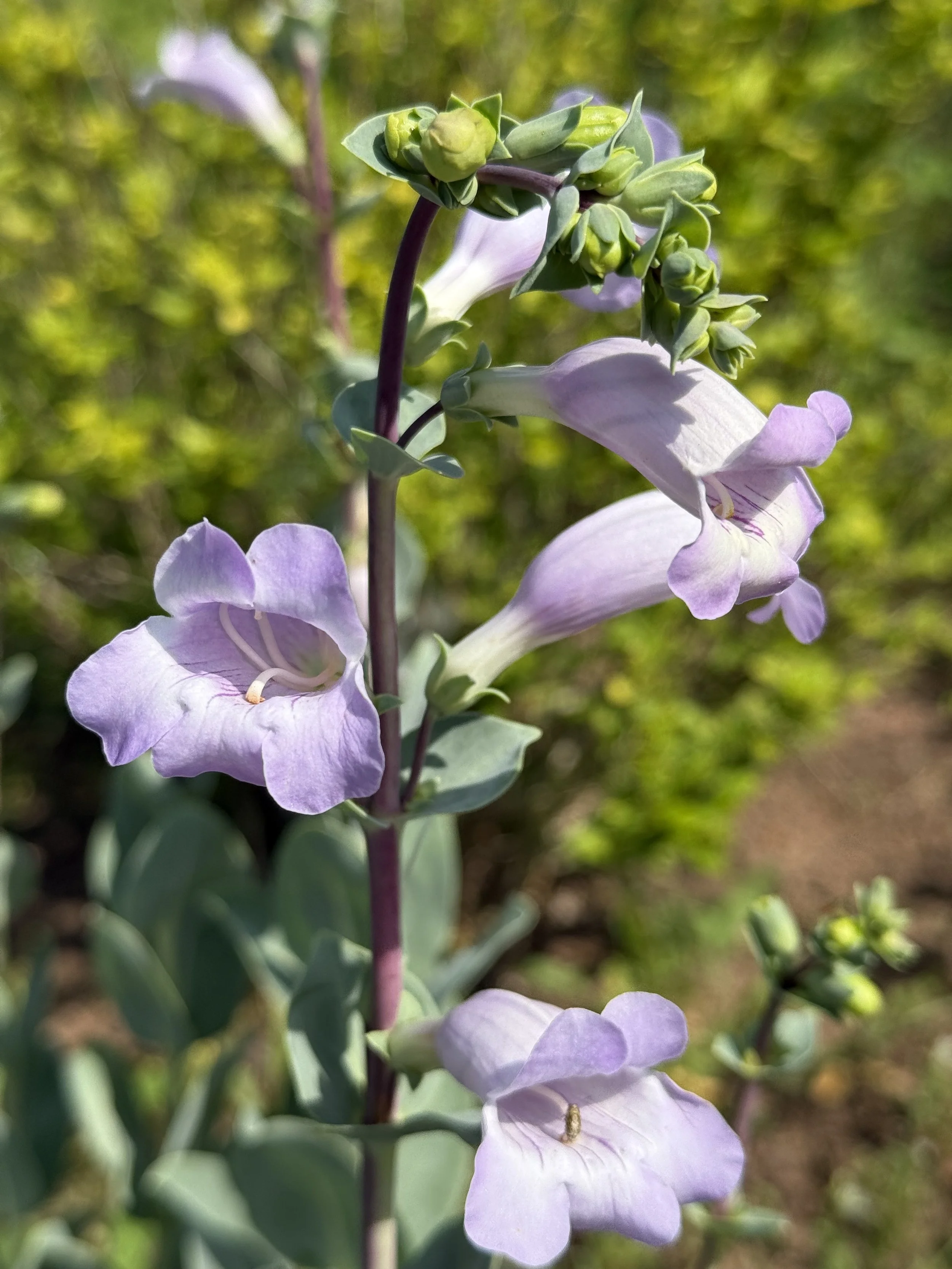 large flowered beard tongue 8.JPG