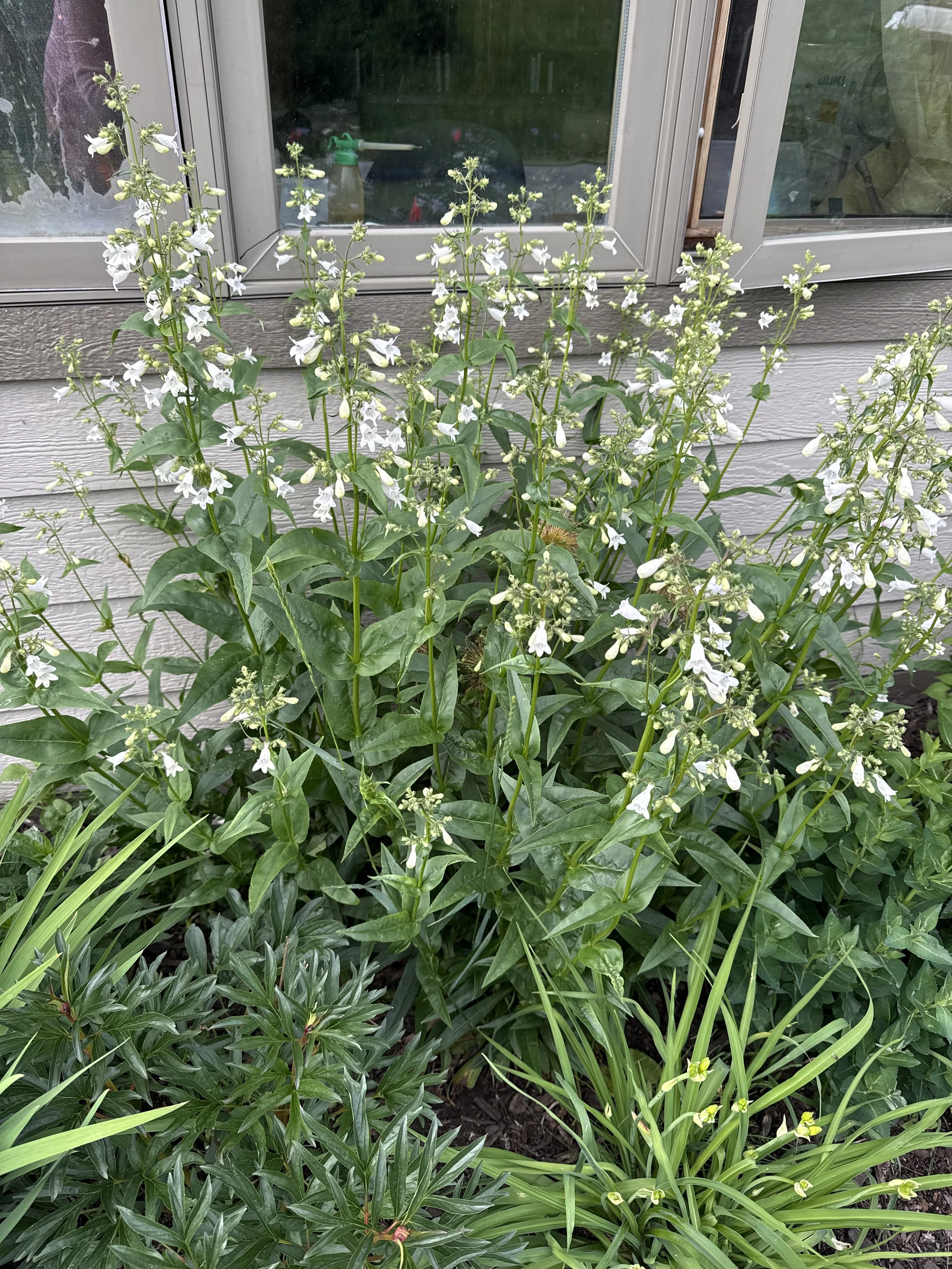 foxglove beardtongue 10.JPG