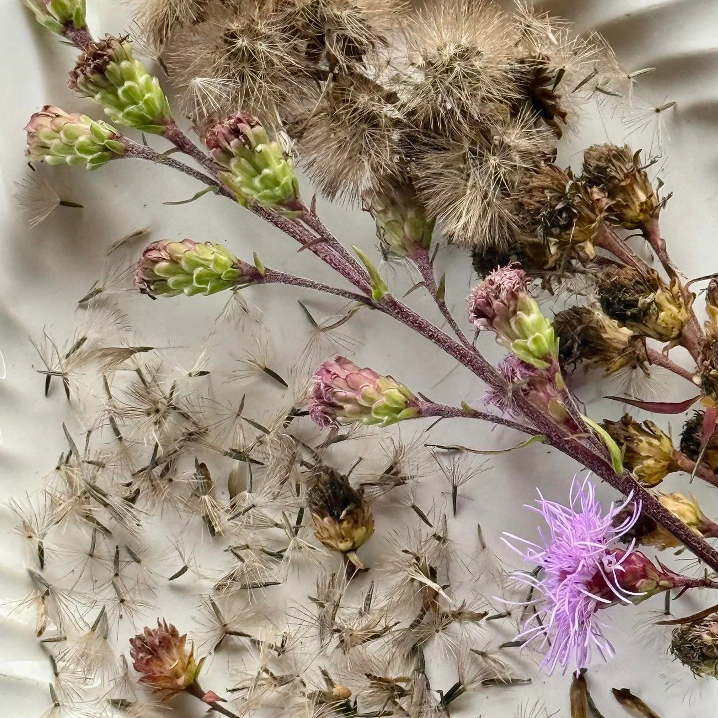 Even though our wildflower plugs are available until the end of September it&rsquo;s time for us to switch gears and focus on the wildflower seeds. Seeds are available year round and a packet of wildflower seeds make great gifts for stocking stuffers