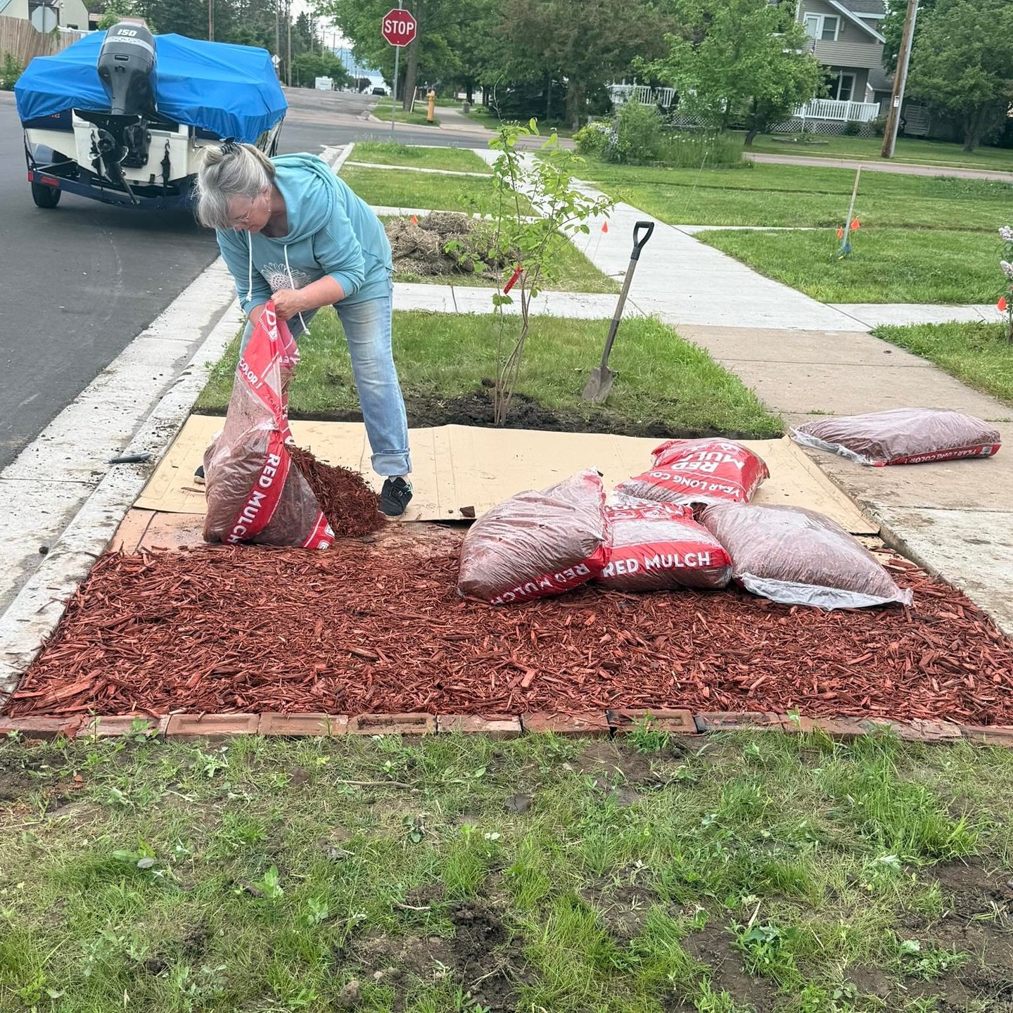Blooming Boulevards!  I am working with an Ashland couple to transform their boulevard into Native habitat.  The area within the orange flags will be planted with Native grasses, wildflowers and a native tree.  The space is 8 1/2&rsquo;x25&rsquo;. We