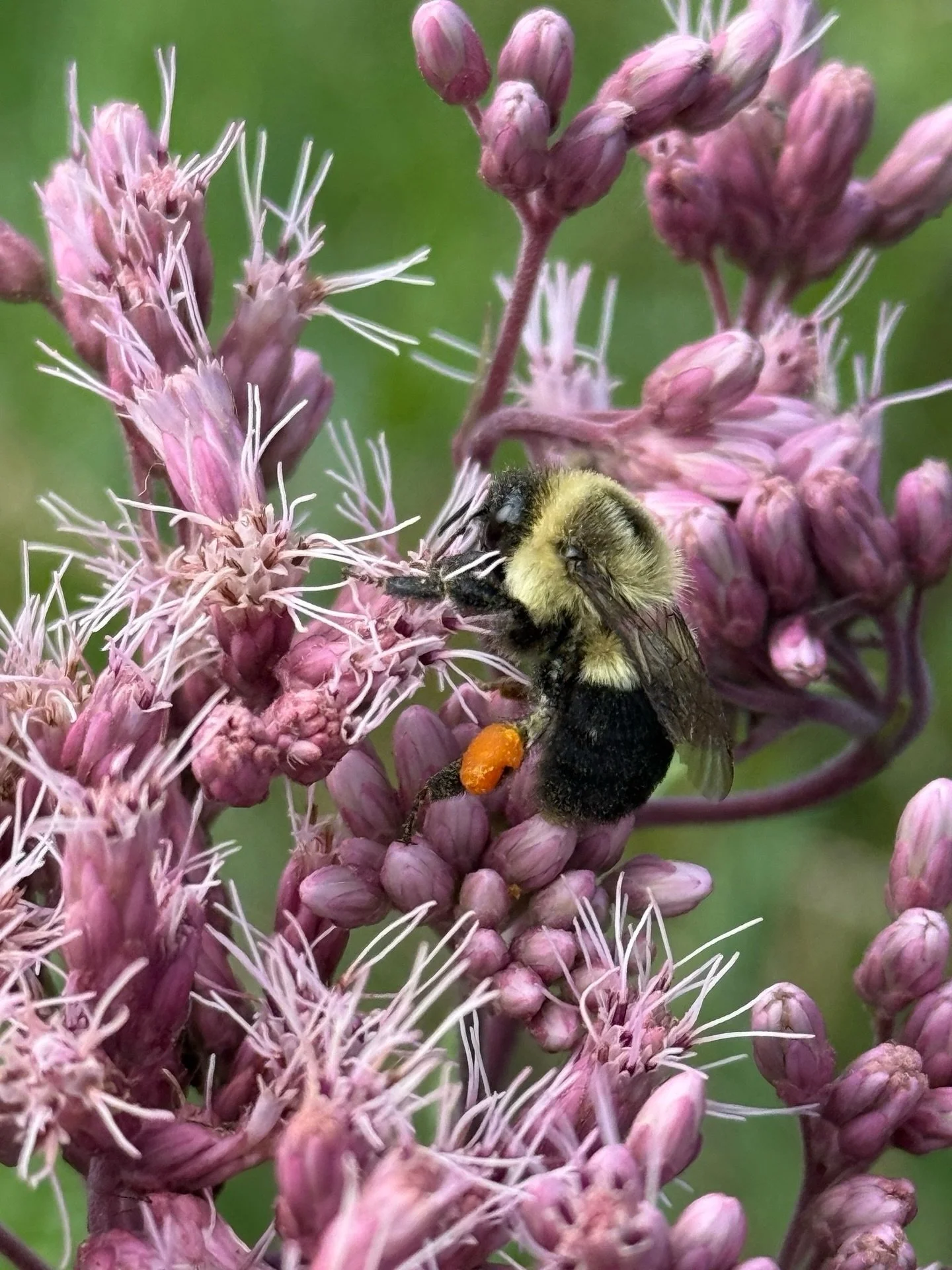 On the farm: Tentative opening May 8th.  Open Thursday&ndash;Saturday from 10-6 through September.  Or by appointment.
