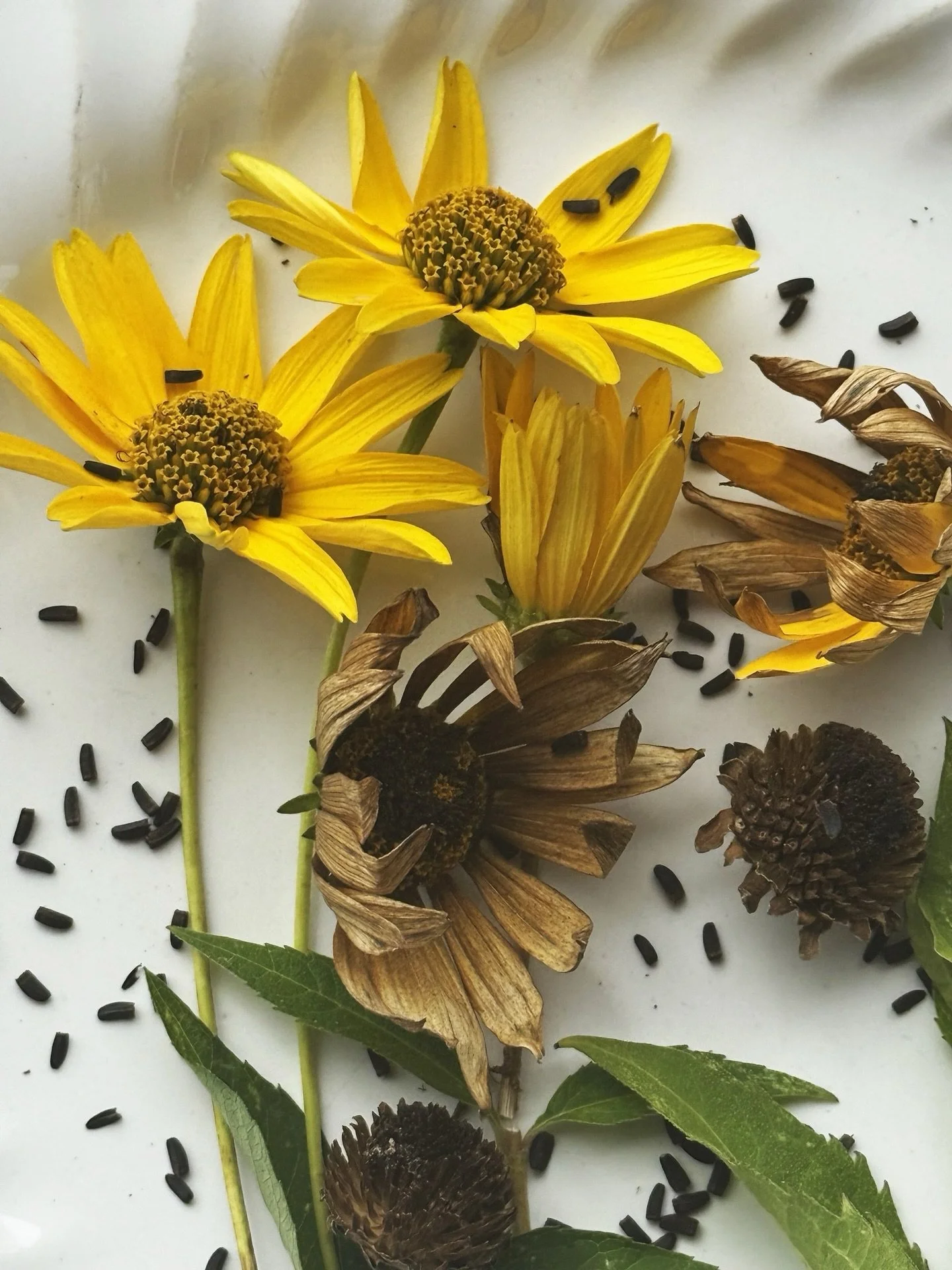 Mark your calendars for March 21st 10am-1:00pm!  Come see us at the Chequamegon Bay Seed Fair held at the Bretting Center Ashland WI.  They will have a silent auction, give away veggies and flower seeds plus more.  Check out their facebook. 
We will 