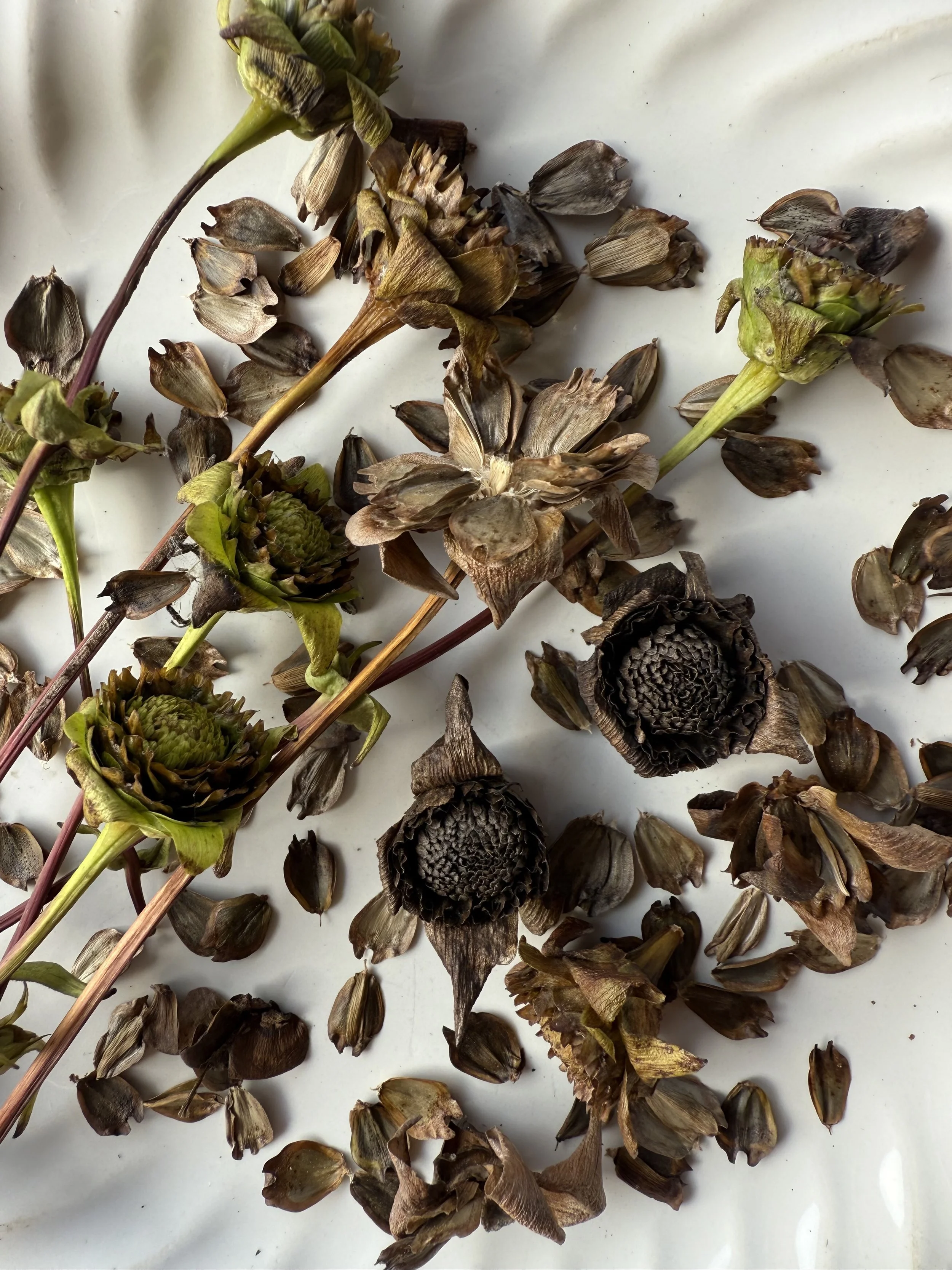 cup plant seeds a.JPG