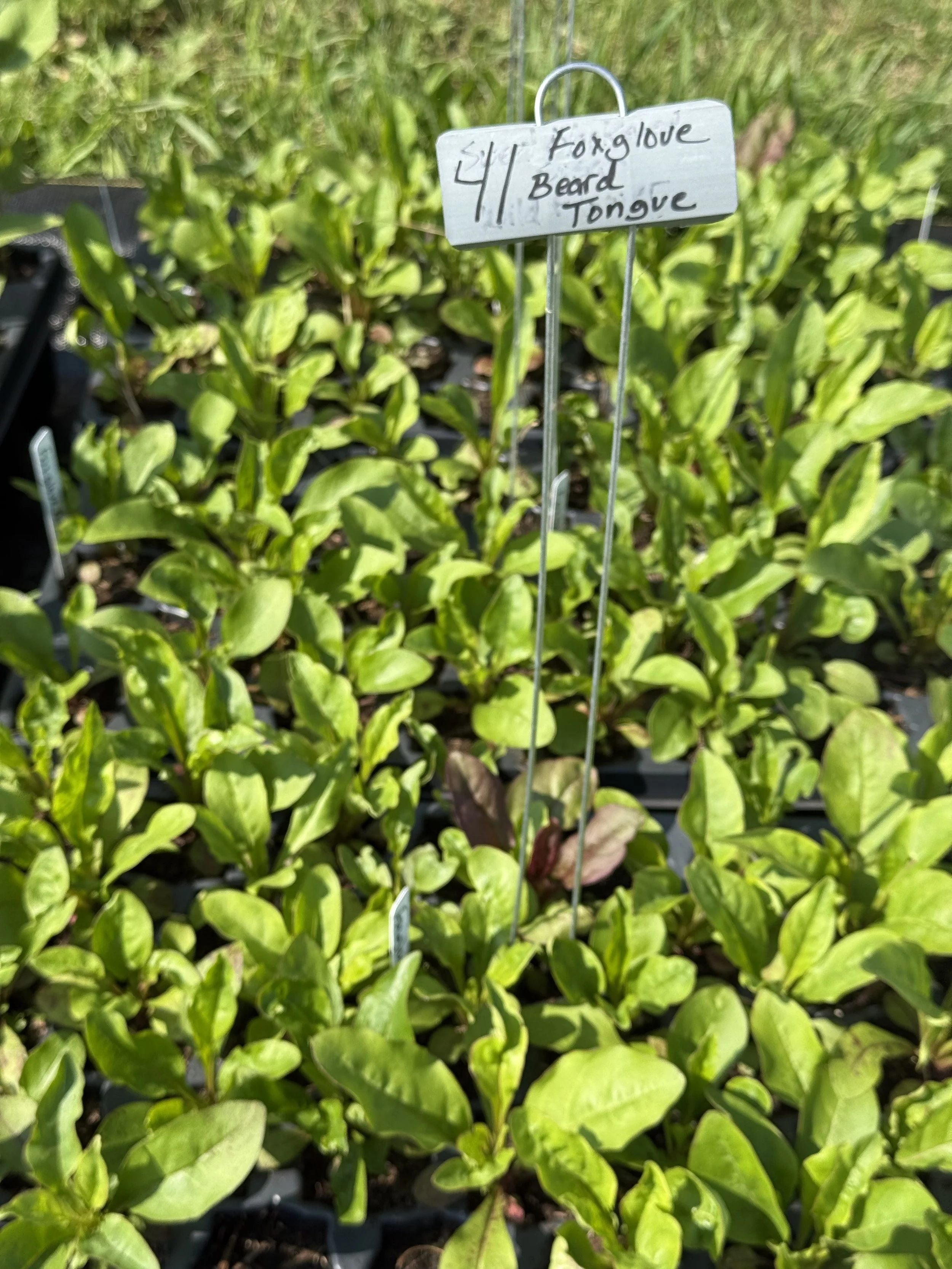 foxglove beardtongue tray.JPG