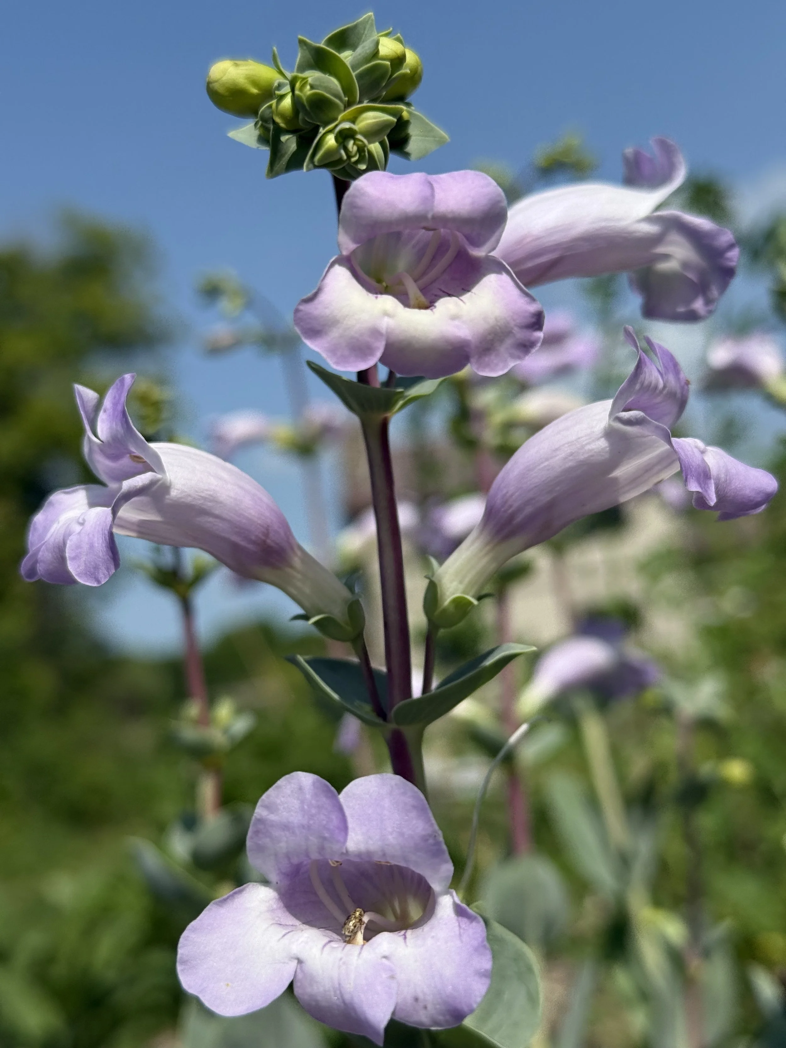 Large Flowered Beardtongue (Penstemon grandiflorus) Seeds