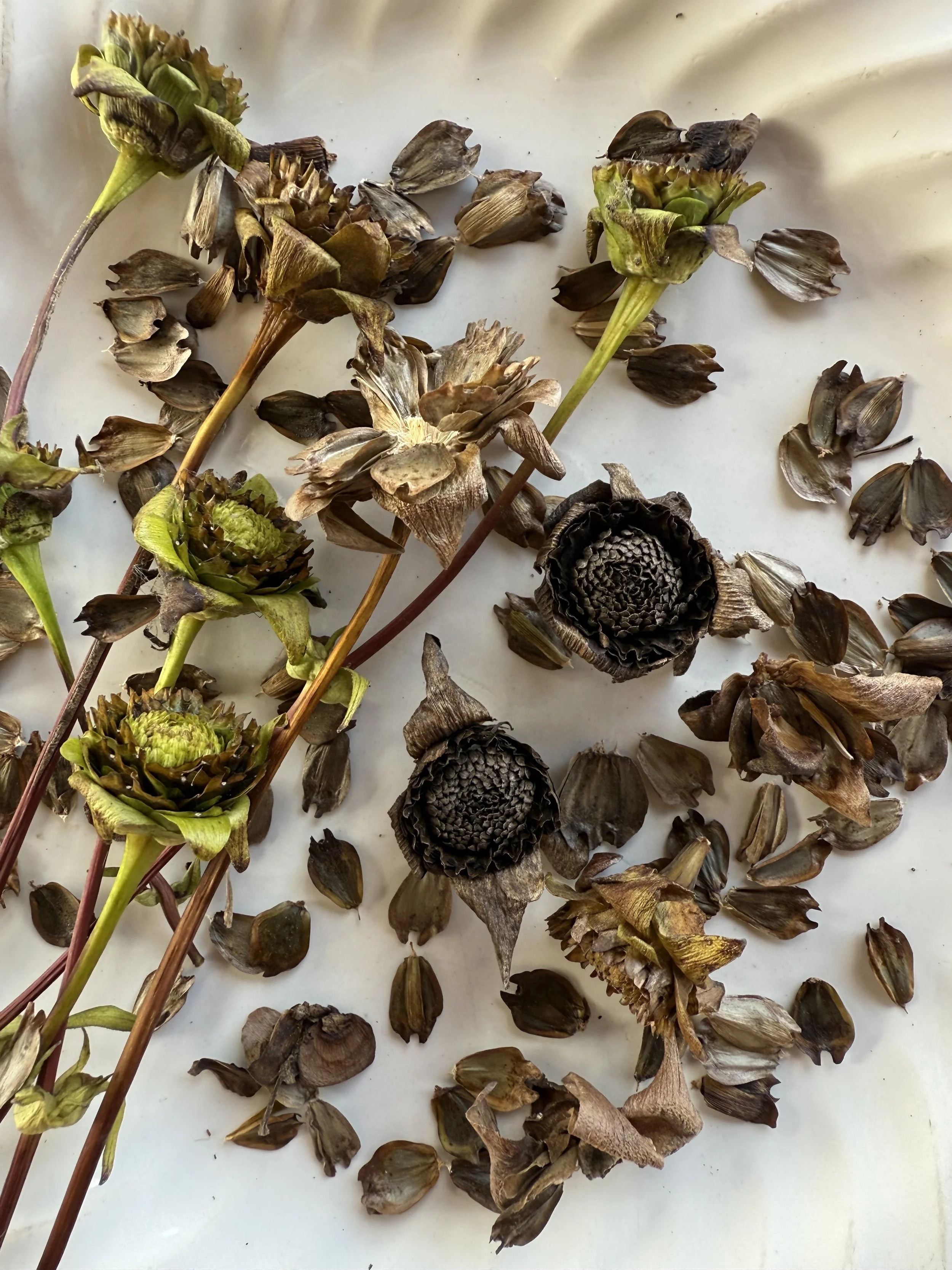 Cup Plant (Silphium perfoliatum)