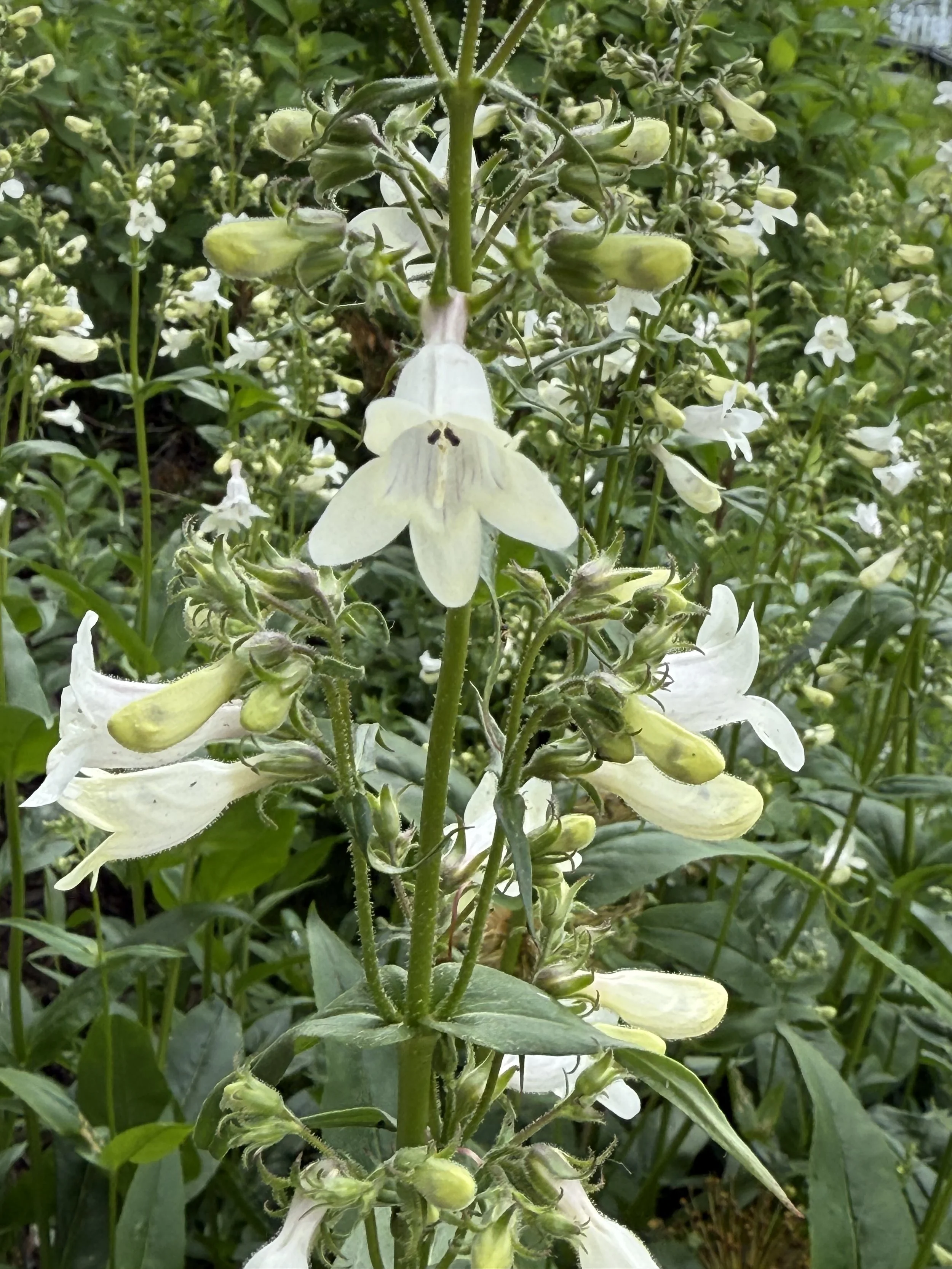 foxglove beardtongue 11.JPG
