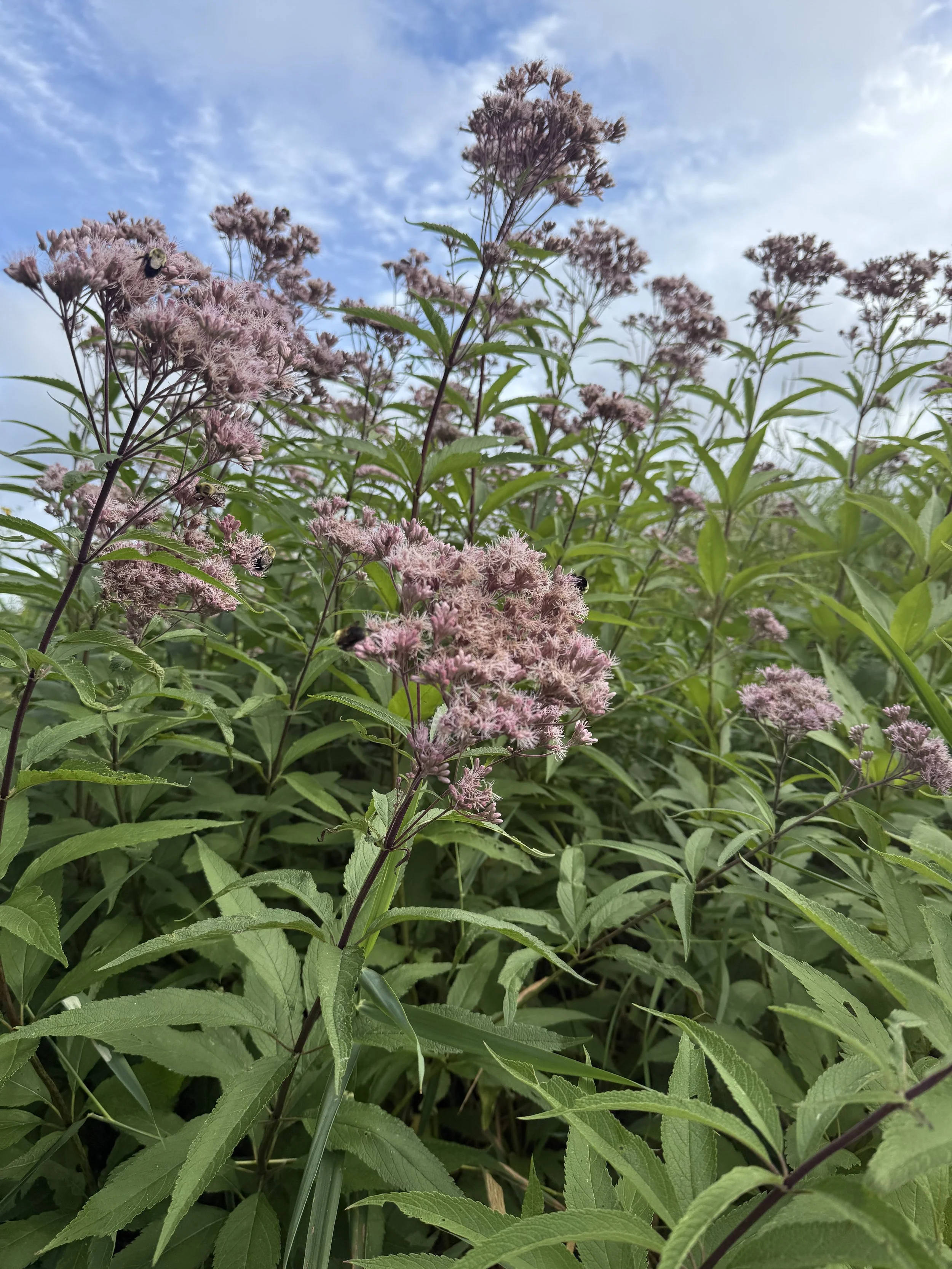 joe pye weed 11.JPG