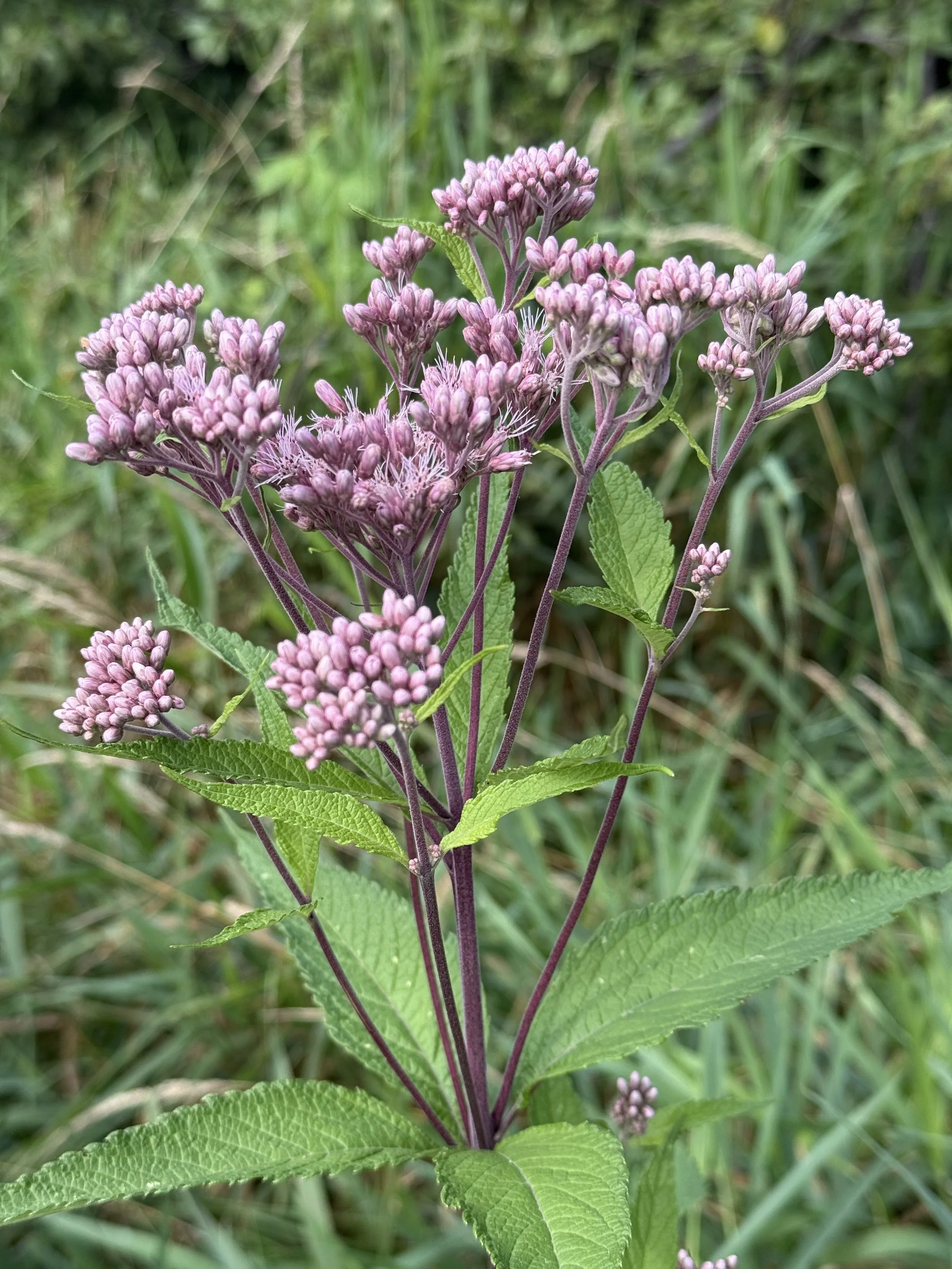 joe pye weed 10.JPG