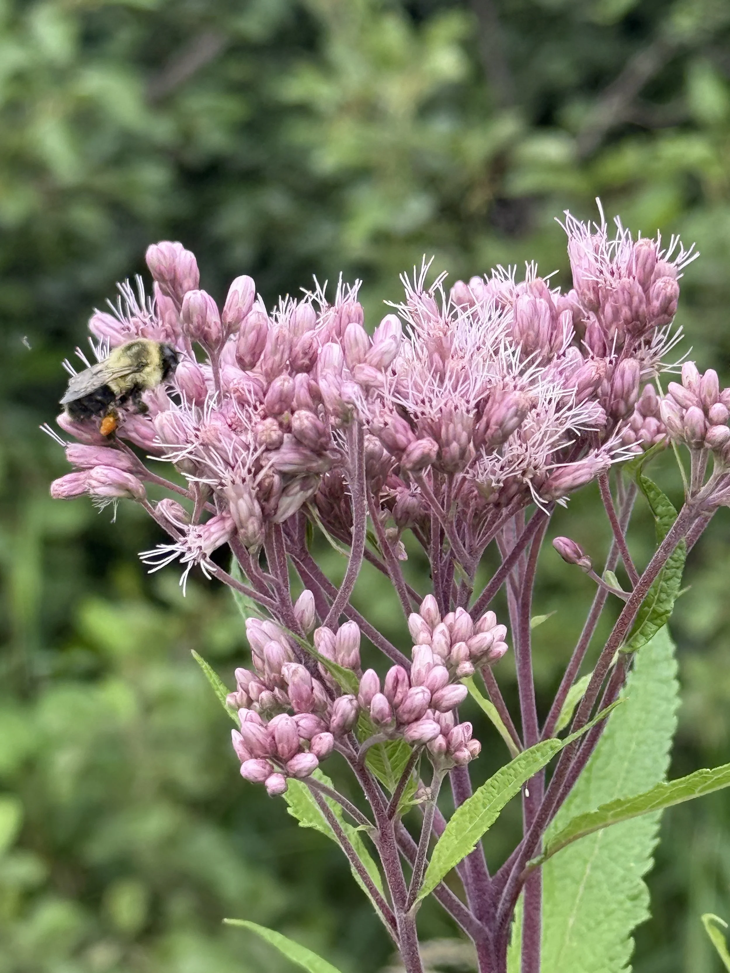joe pye weed 5.JPG