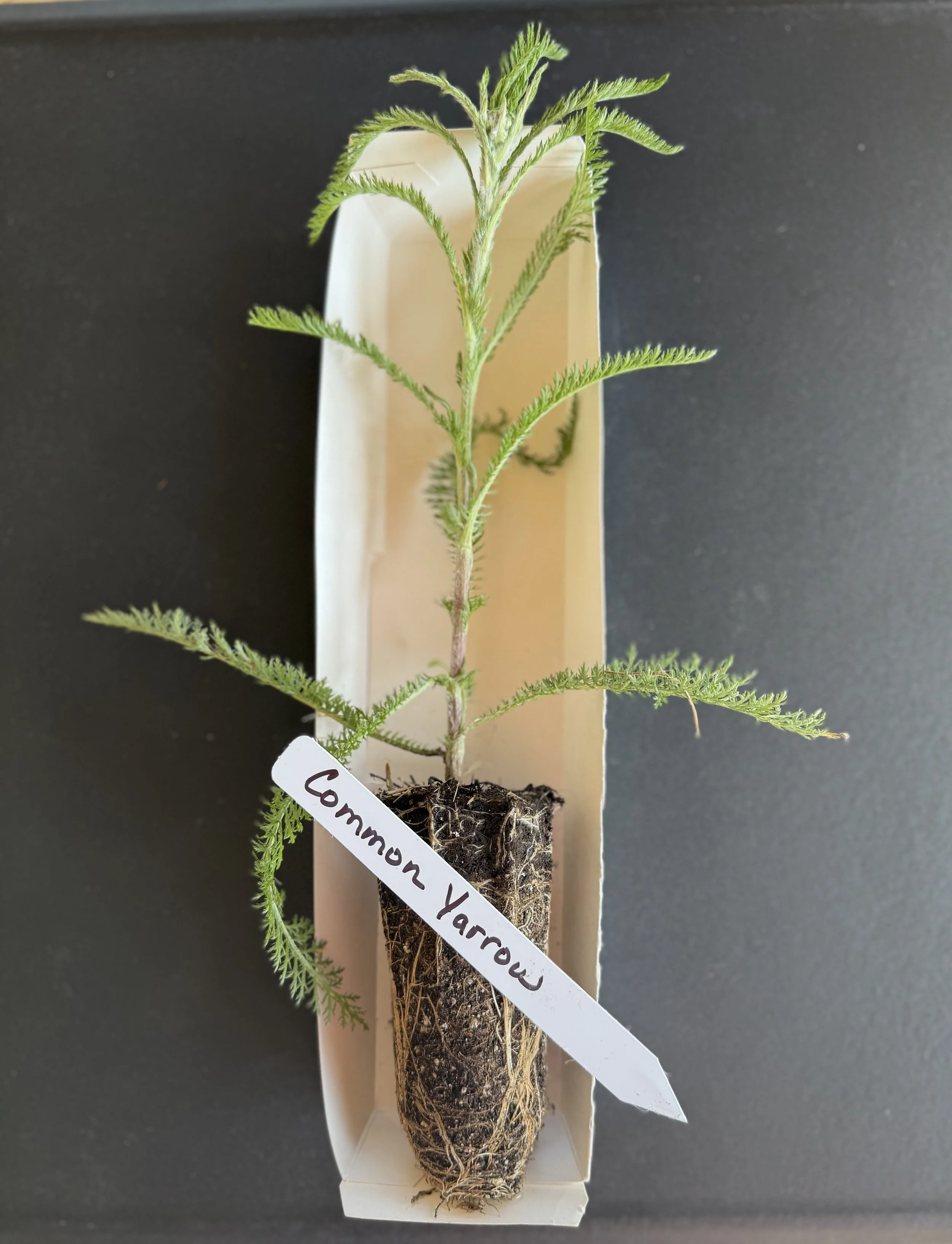 common yarrow plug.JPG
