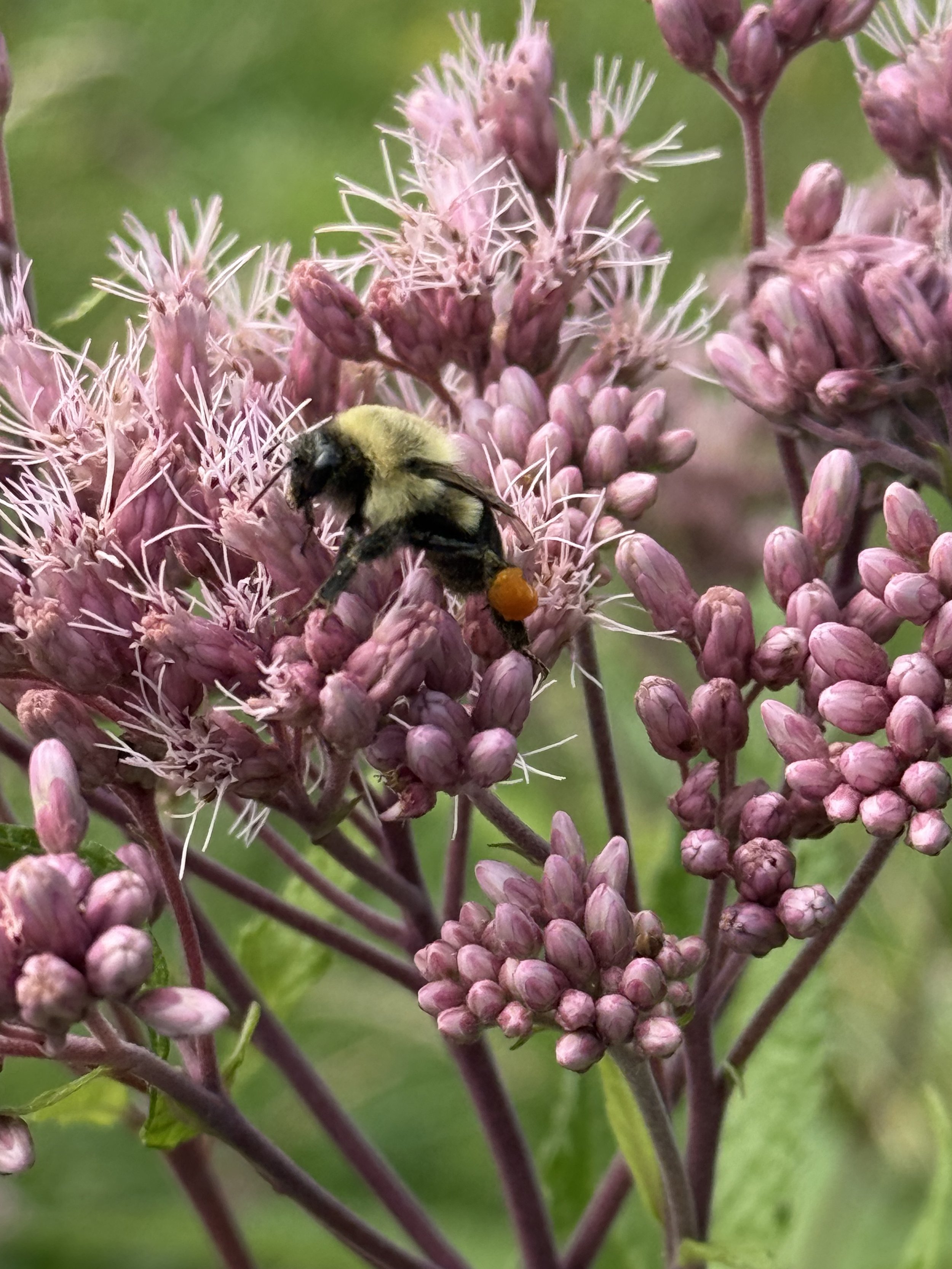joe pye weed 8.JPG