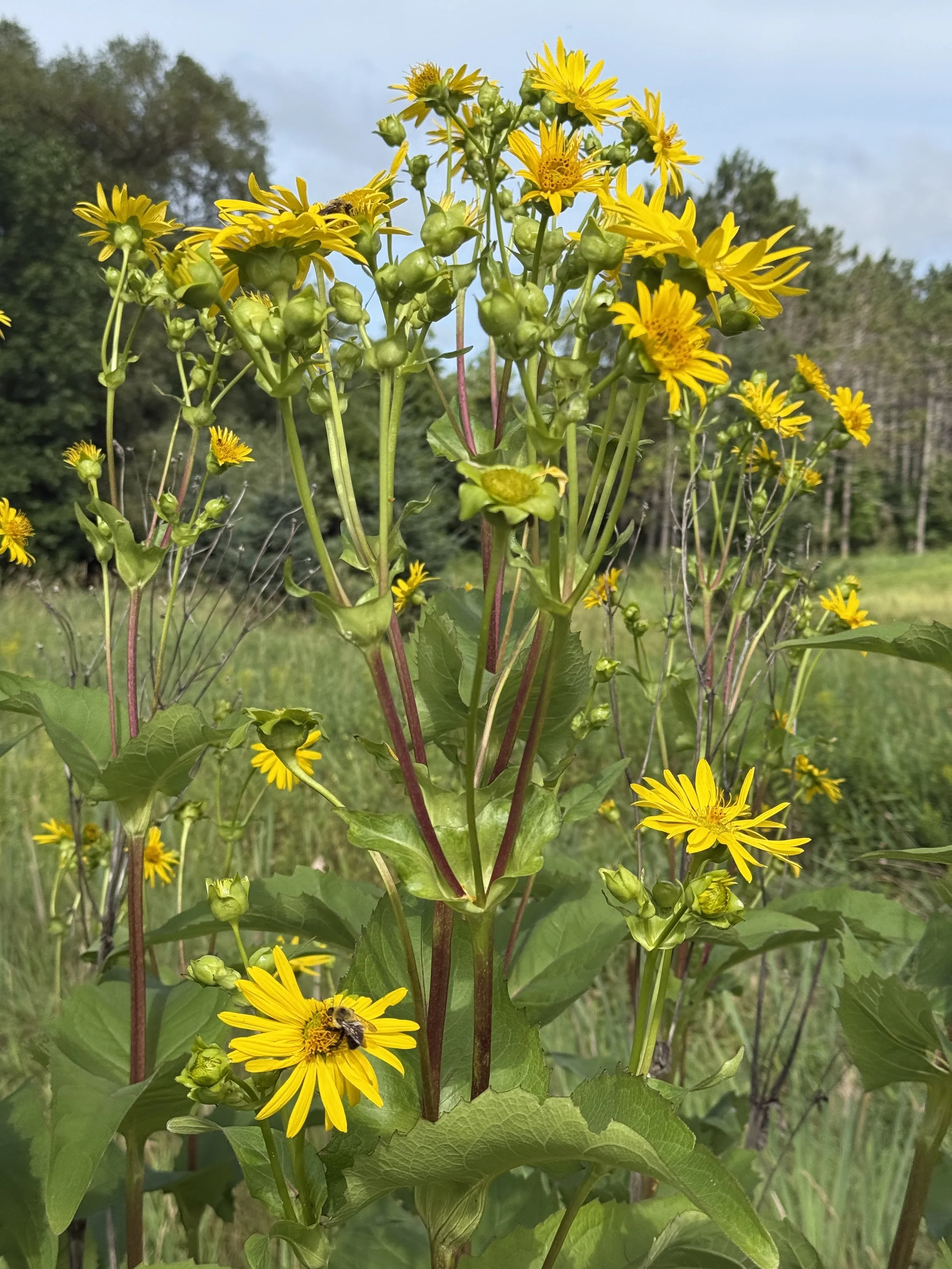 cup plant by hwy 2025.JPG
