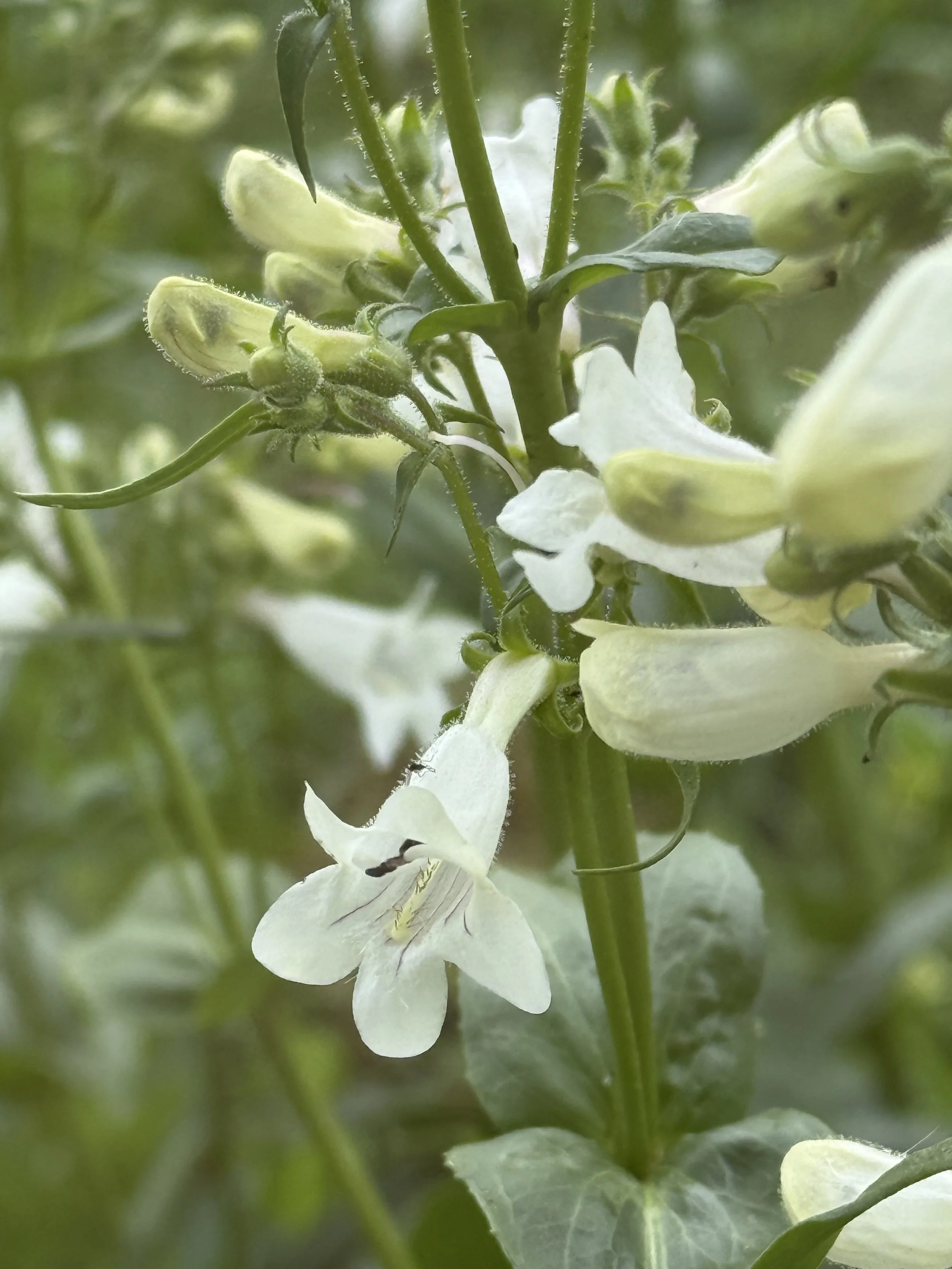 beardtongue 7.JPG