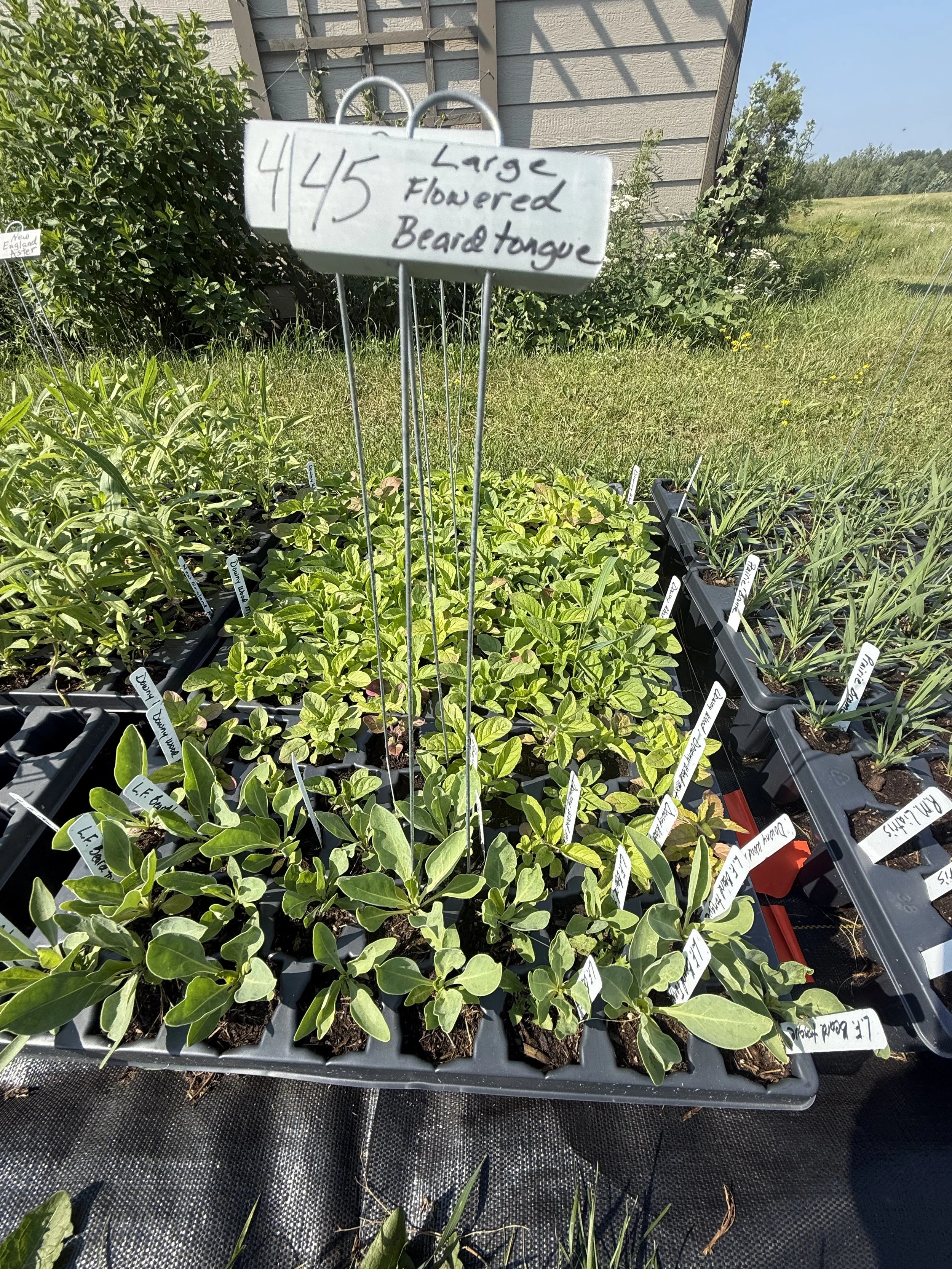 large flowered beardtongue tray.JPG