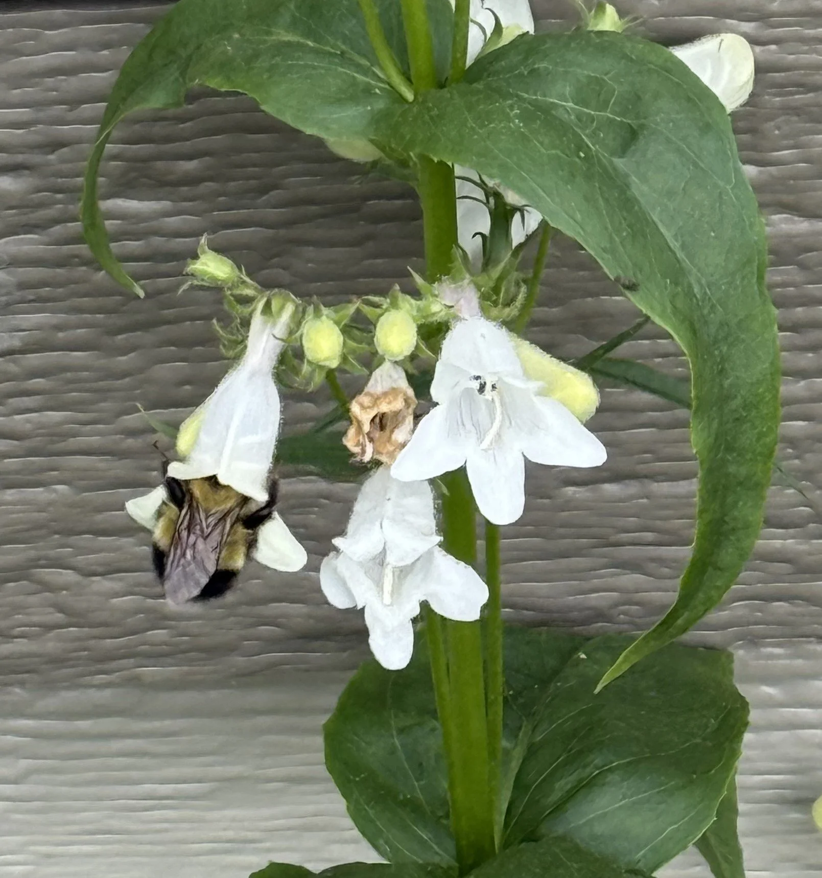 foxglove beardtongue bee 5.JPG