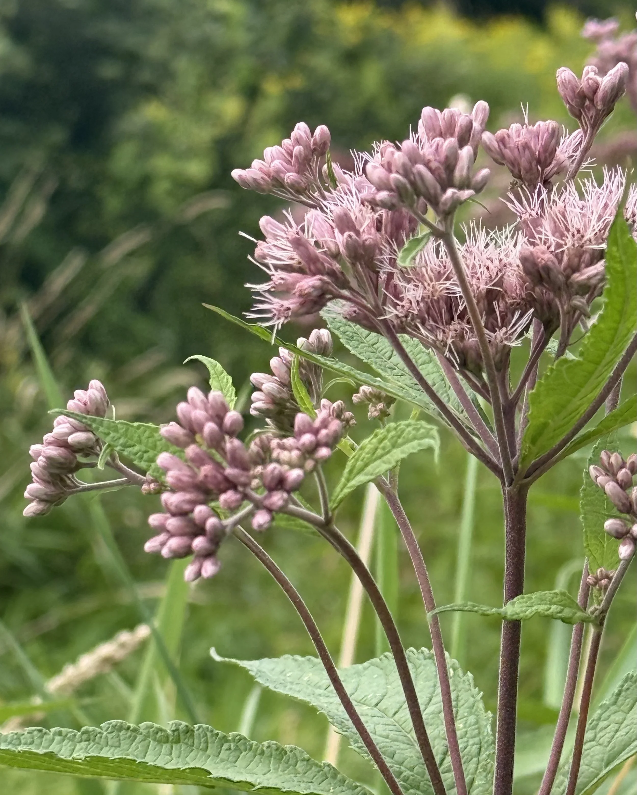 joe pye weed 2.JPG