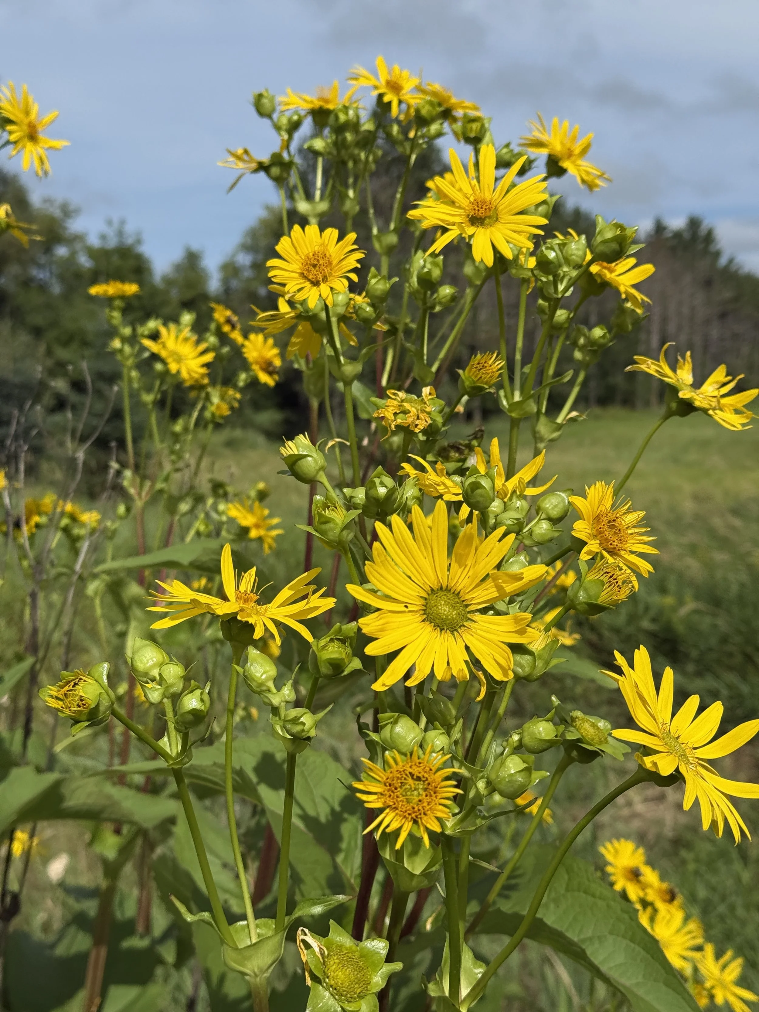 cup plant by hwy 2025 6.JPG
