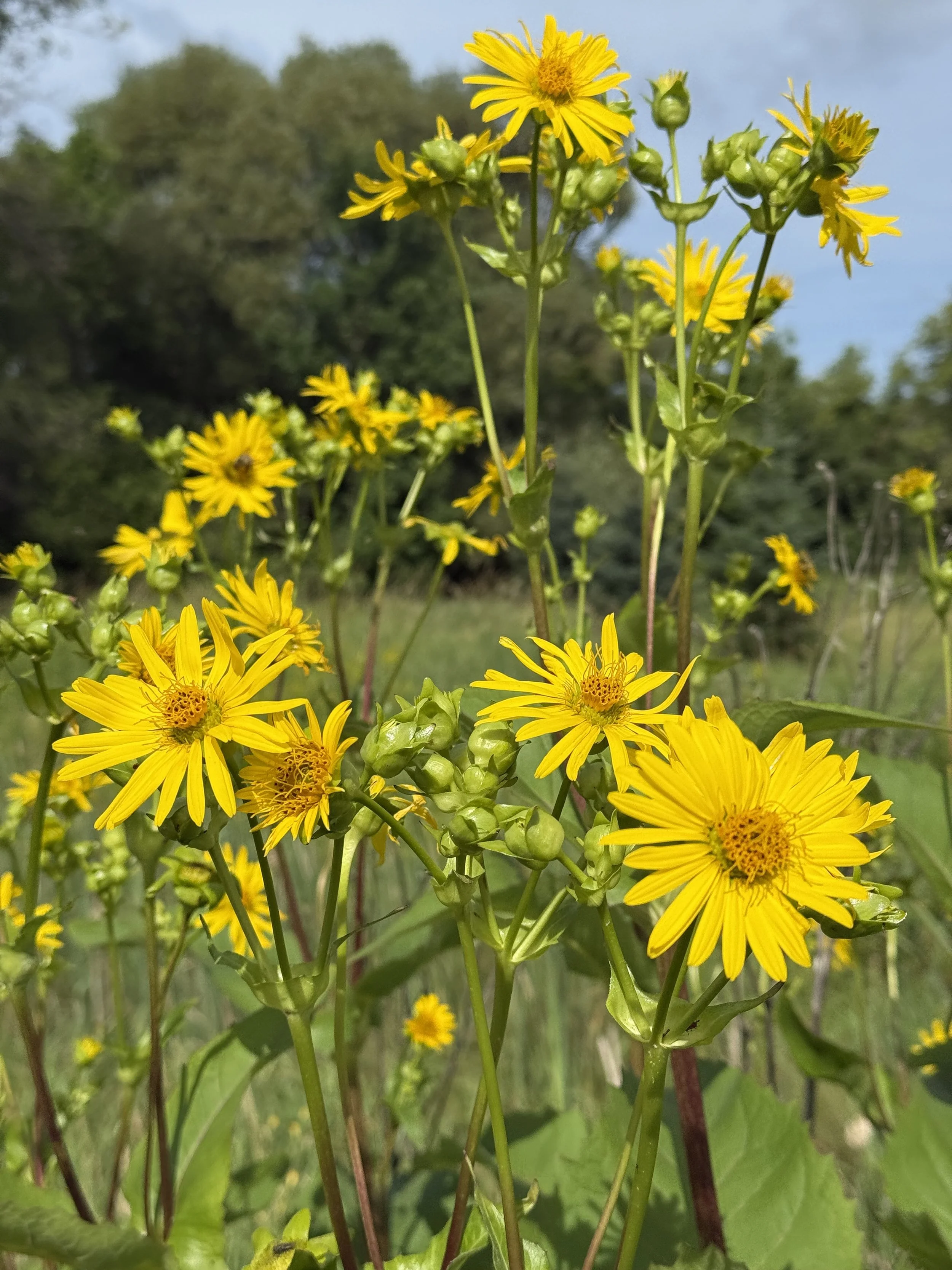 cup plant by hwy 2025 7.JPG