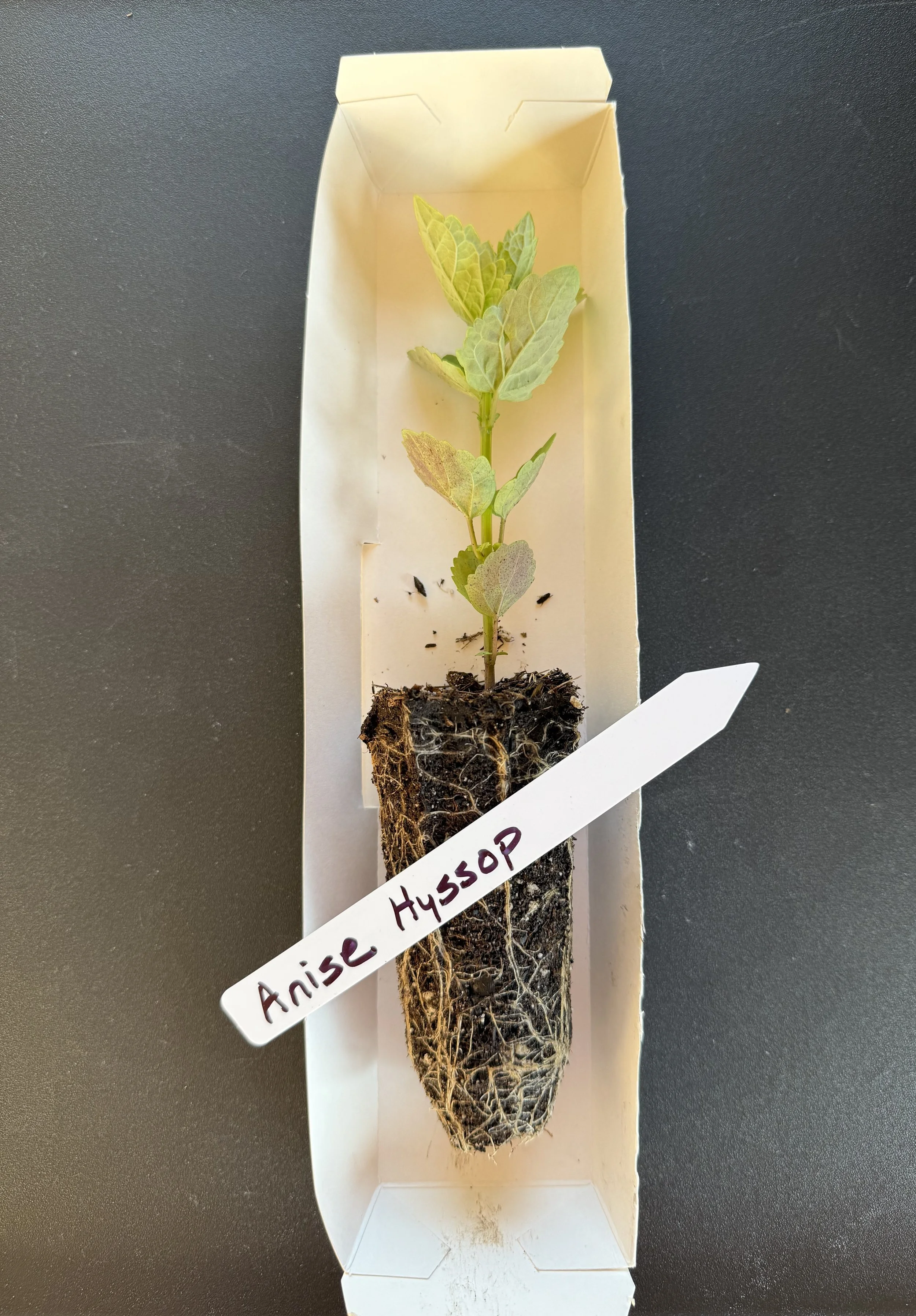Anise Hyssop plug.JPG