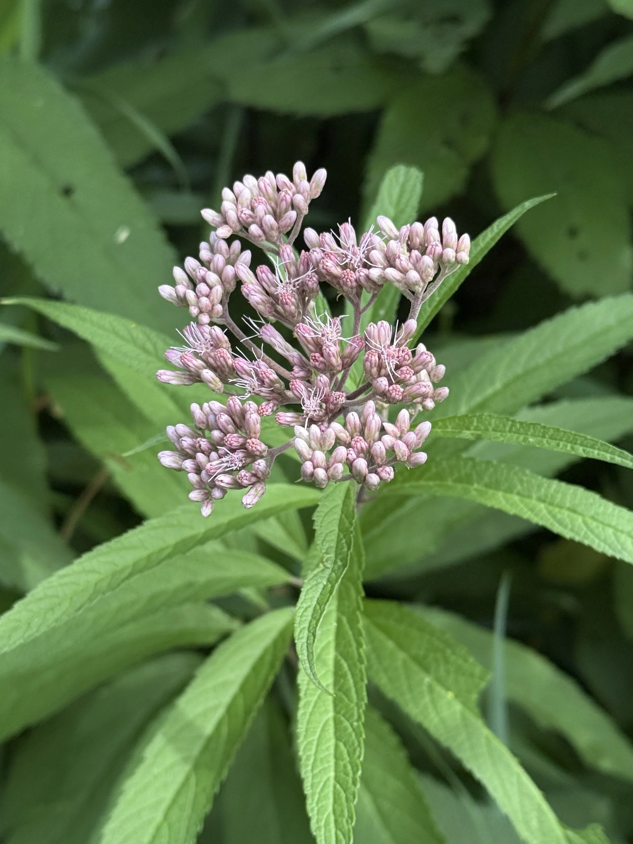 joe pye weed 12.JPG