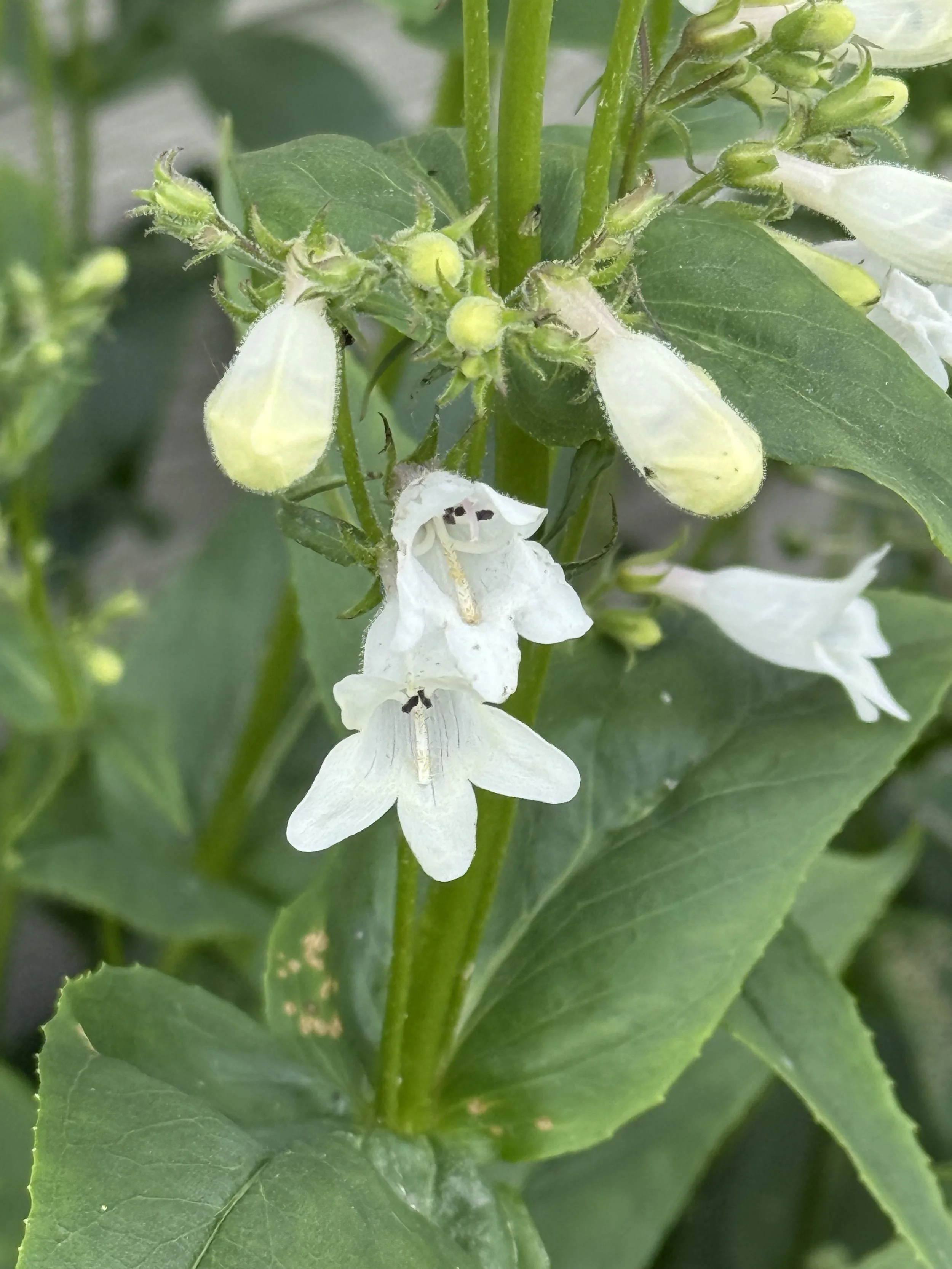 Foxglove Beardtongue (Pentstemon digitalis) Seeds