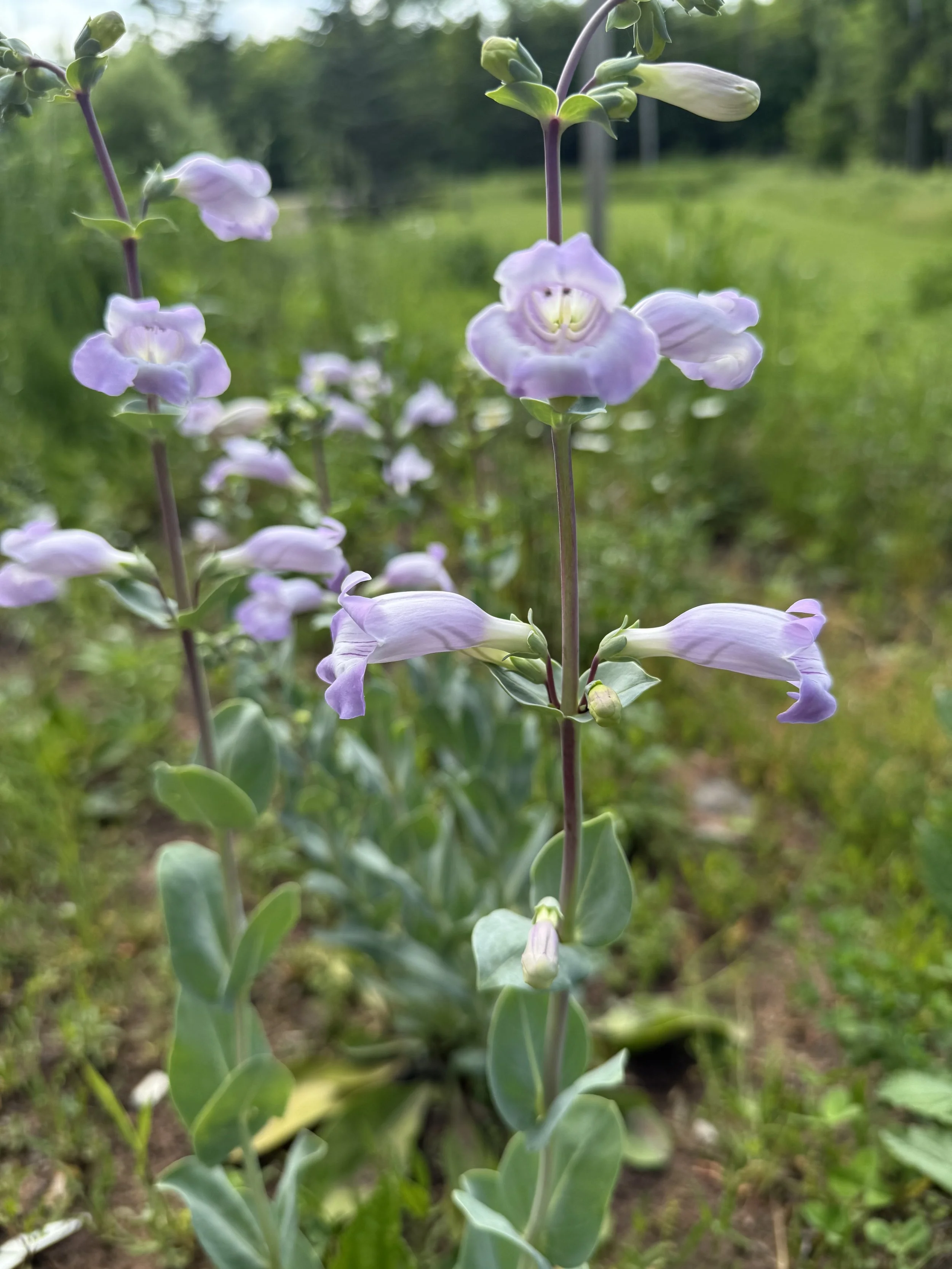 Large Flowered Beardtongue 3.JPG