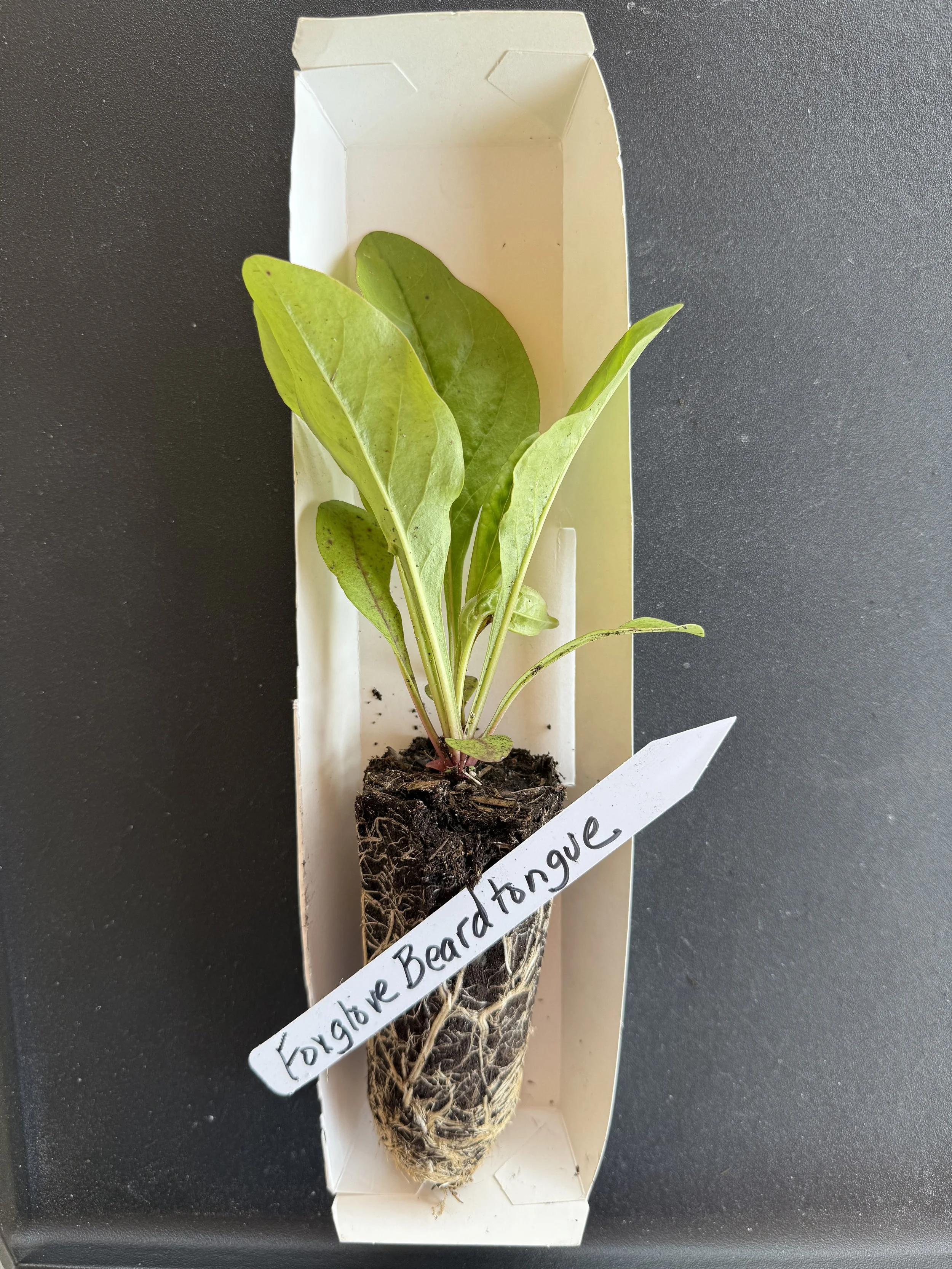 foxglove beardtongue plug.JPG