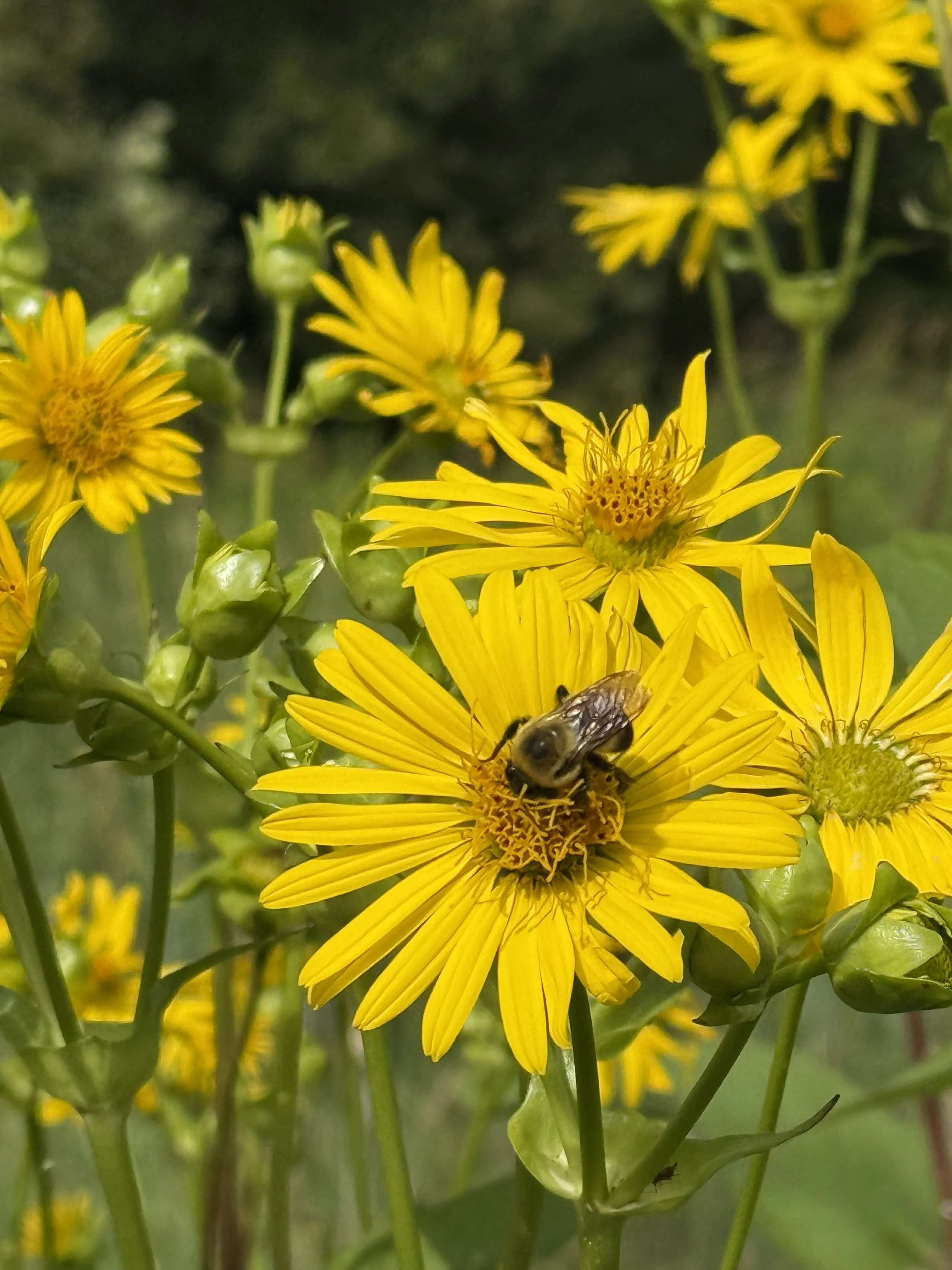 cup plant by hwy 2025 4.JPG