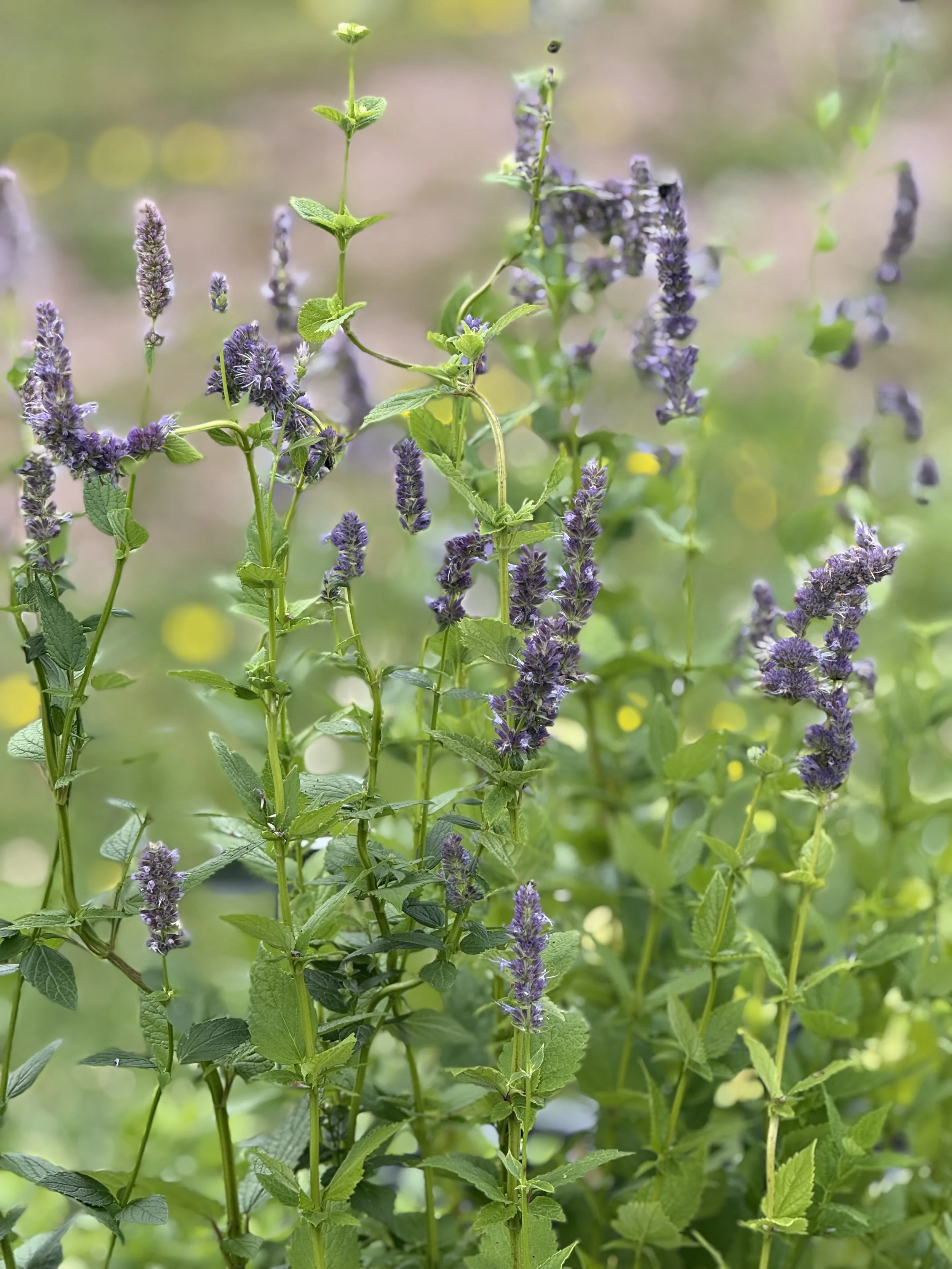 Anise Hyssop (Agastache foeniculum) Seeds
