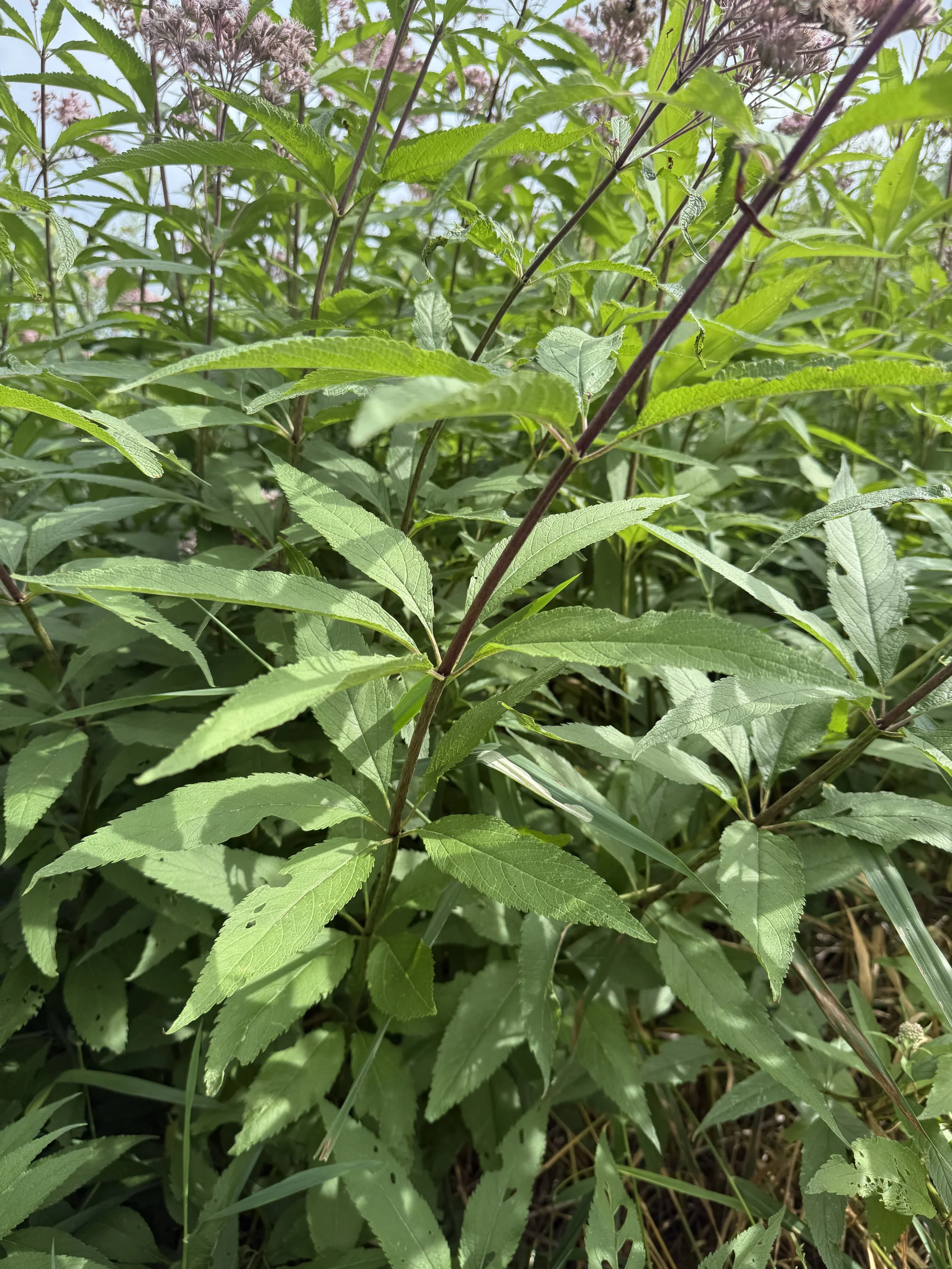 joe pye weed leaves.JPG